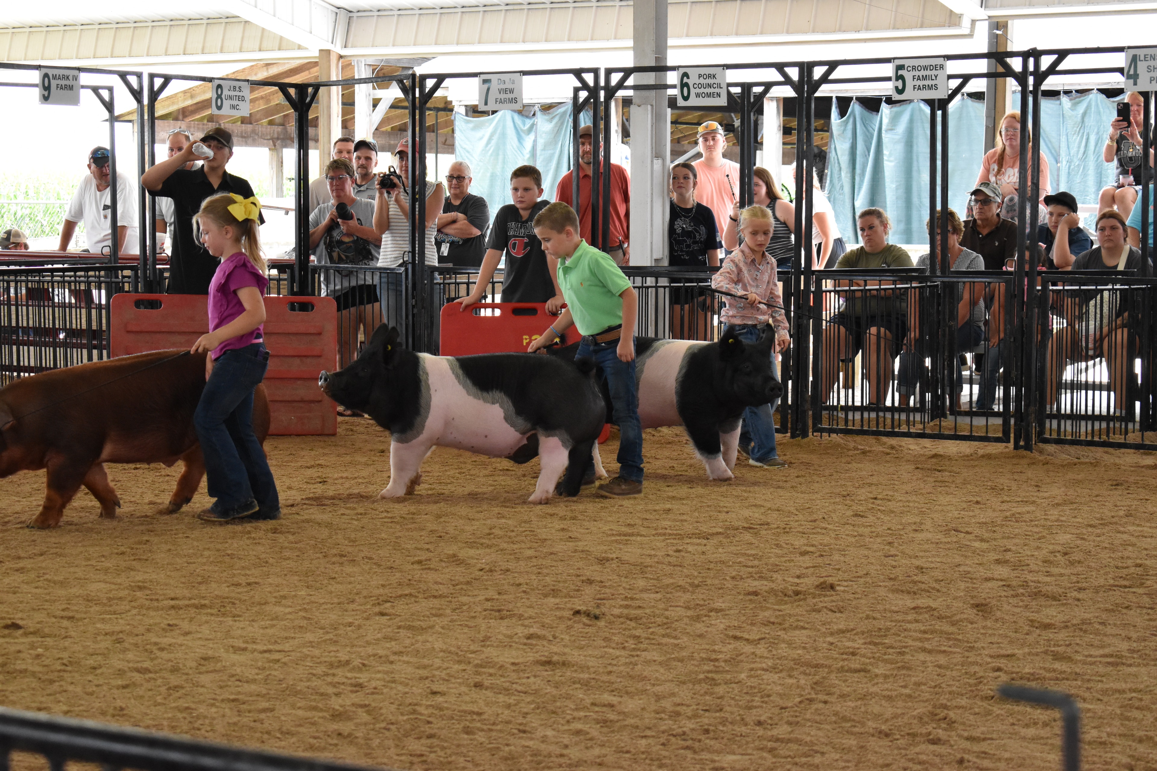 Wide arena shot with multiple exhibitors — boy in gray plaid shirt with black Hampshire cross pig, girl in pink ruffled shirt with large spotted pig, and boy in black cowboy hat and paisley shirt with Hampshire cross pig — Lensman Show Pigs, Oakview Farms Meats, Blazer Farms sponsor pens behind with packed grandstands