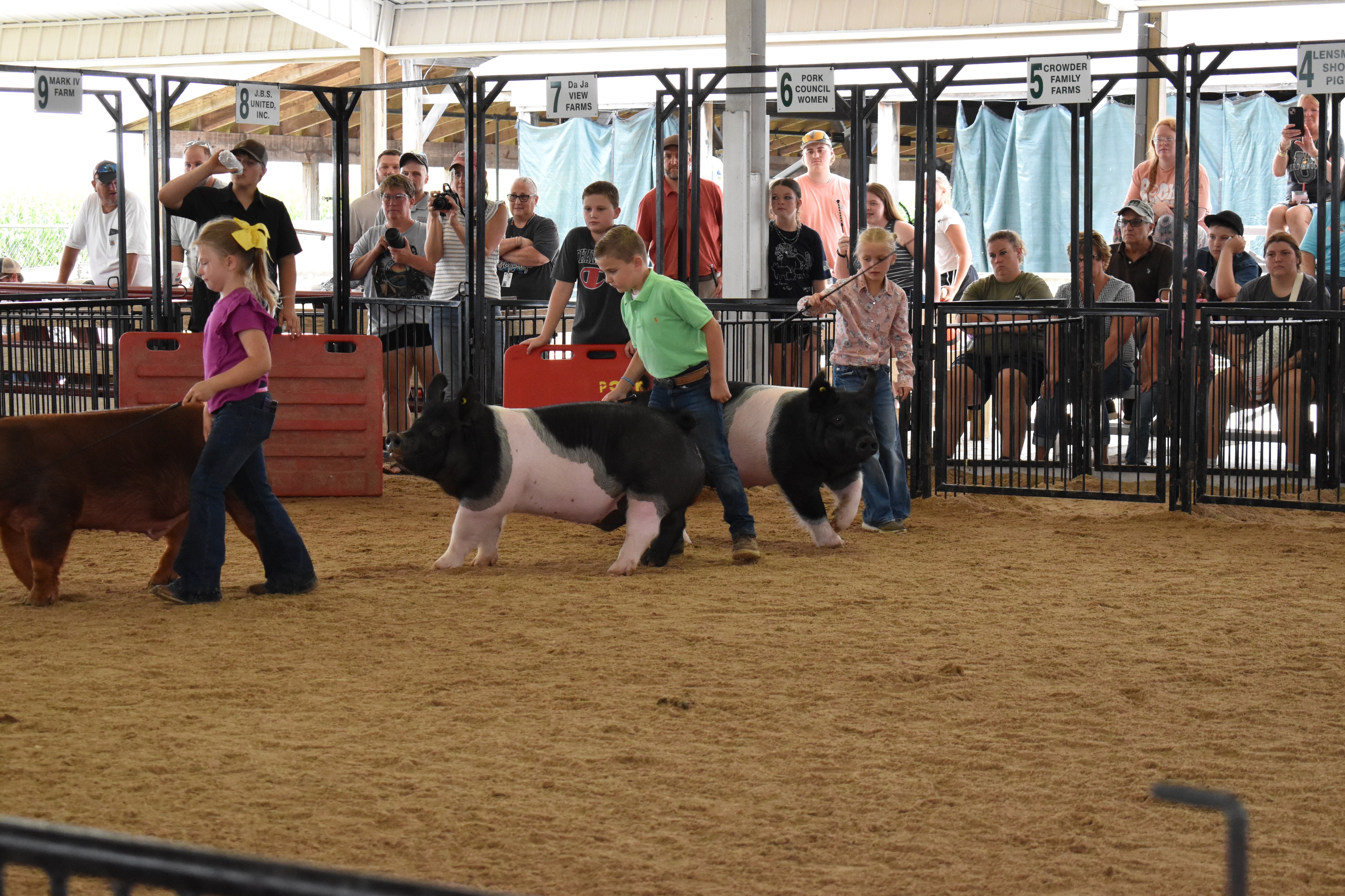 Wide arena shot with judge in green shirt walking at left and multiple exhibitors — boy in floral shirt with Hampshire cross pig, boy in blue shirt with black Hampshire cross pig, boy in green shirt with Hampshire cross pig, boy in yellow shirt with Hampshire cross pig — Pork Council Women, Crowder Family Farms, Lensman Show Pigs, Oakview Farms Meats, Blazer Farms sponsor pens behind with packed grandstands