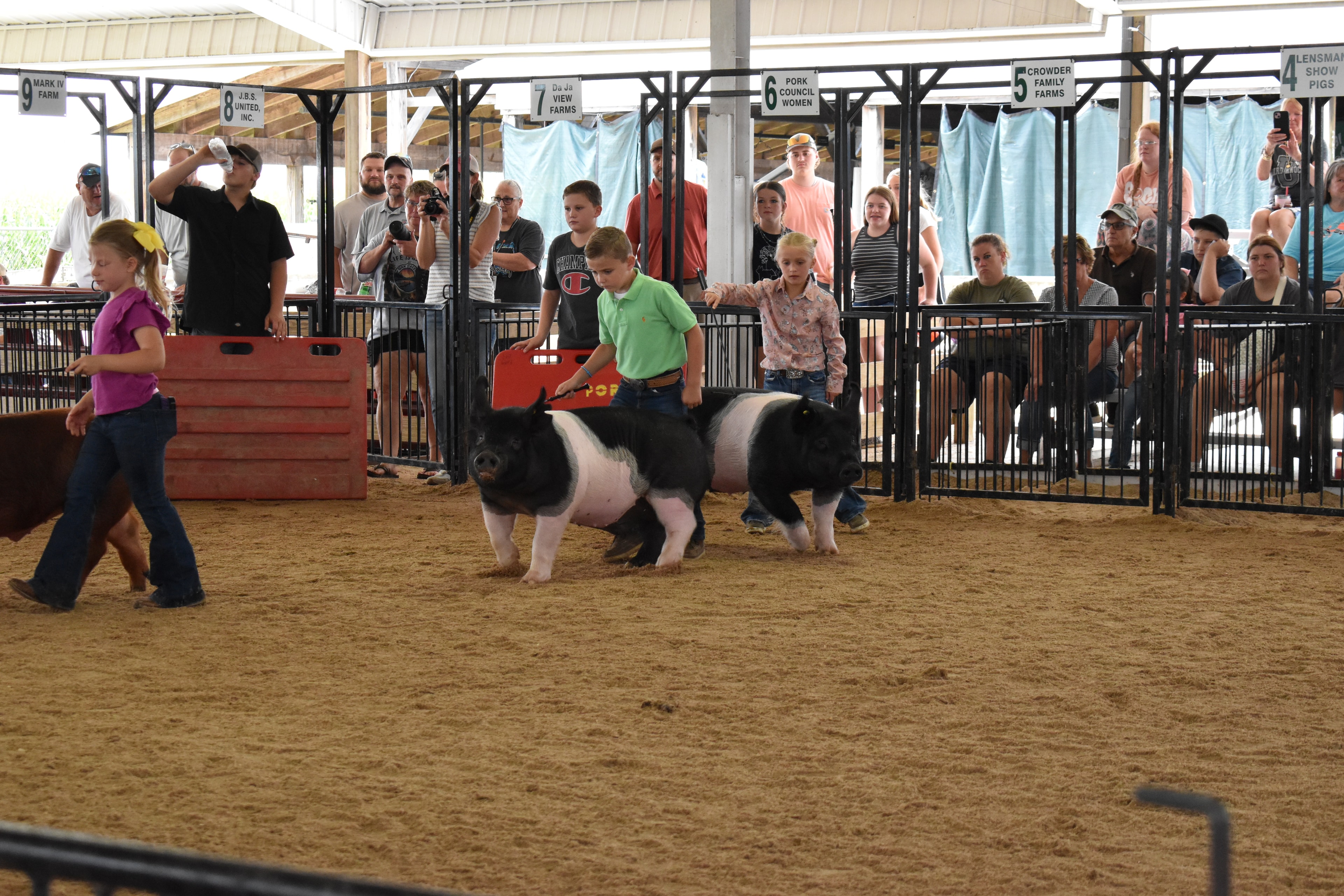 Wide arena shot with judge in green shirt walking at left and multiple exhibitors — boy in floral shirt with Hampshire cross pig, boy in blue shirt with black Hampshire cross pig, boy in green shirt with Hampshire cross pig, boy in yellow shirt with Hampshire cross pig — Pork Council Women, Crowder Family Farms, Lensman Show Pigs, Oakview Farms Meats, Blazer Farms sponsor pens behind with packed grandstands