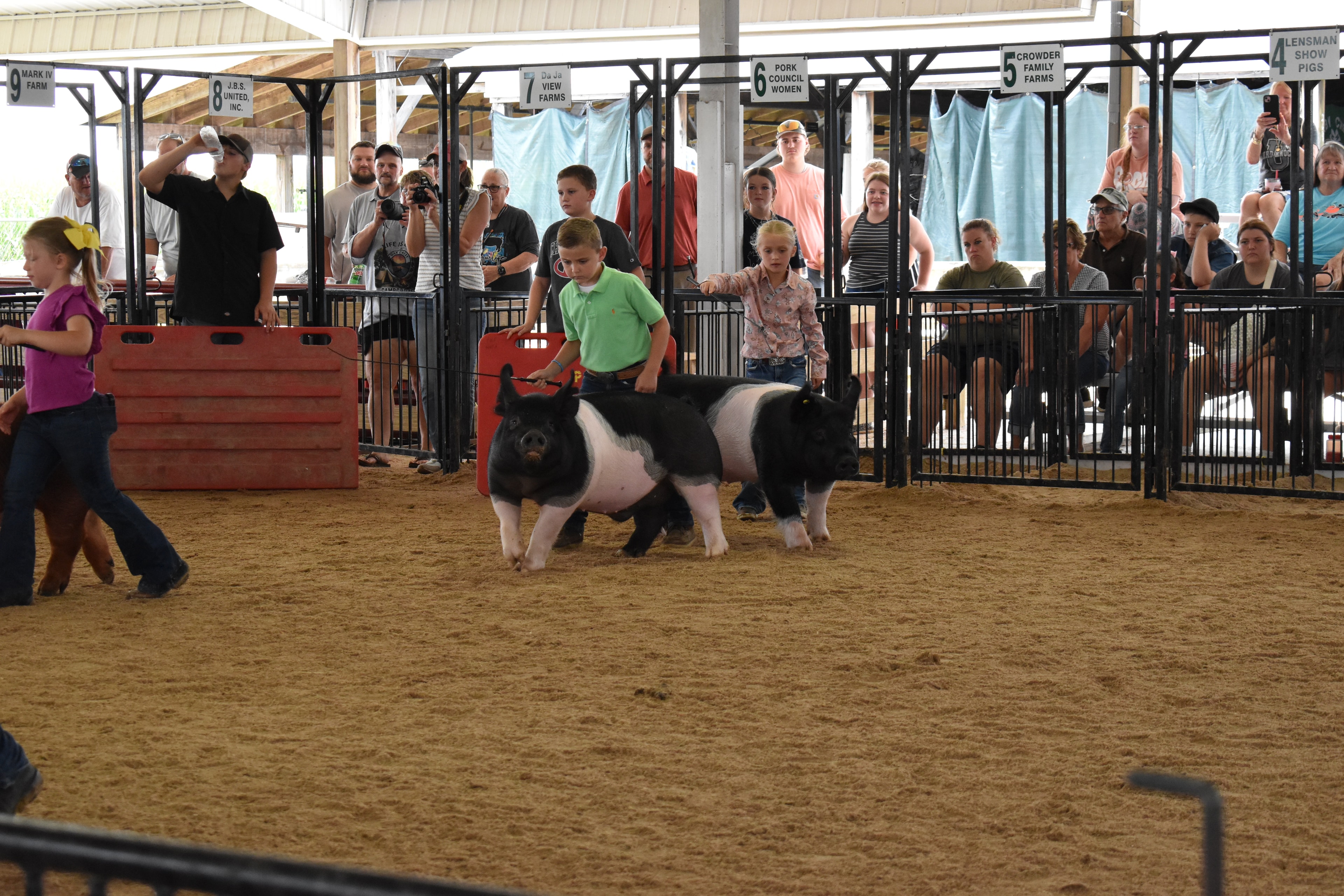 Boy in green polo shirt and girl in pink floral shirt steering two Hampshire cross pigs side by side toward the judge — J.B.S. United, Da Ja View Farms, Pork Council Women, Crowder Family Farms, Lensman Show Pigs sponsor pens behind with packed grandstands and boy in plaid shirt at left foreground
