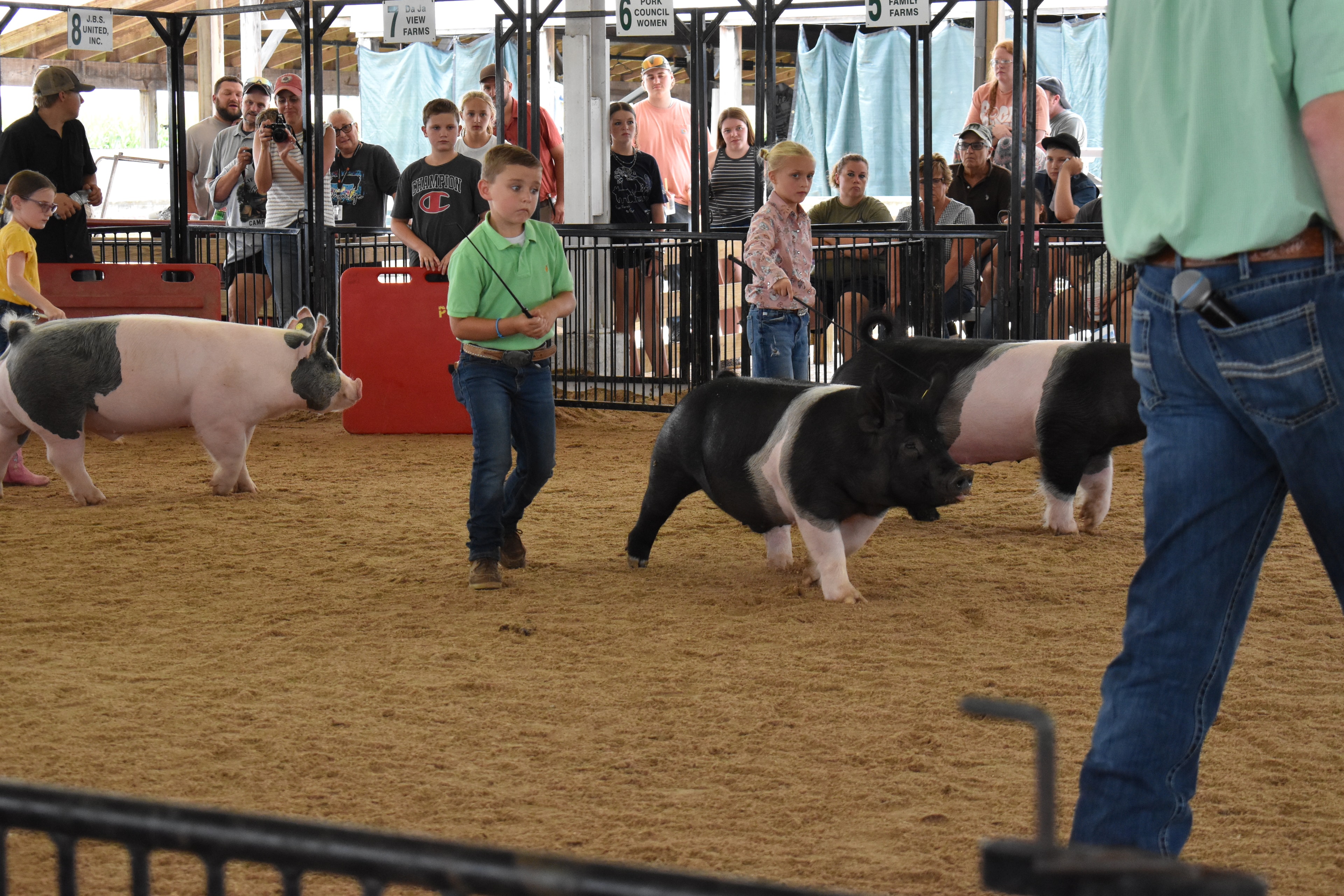 Boy in green polo shirt steering large black-and-white Hampshire cross pig with girl in pink floral shirt behind — packed grandstands with spectators watching, Show Pigs and Farms Meats sponsor signs visible above