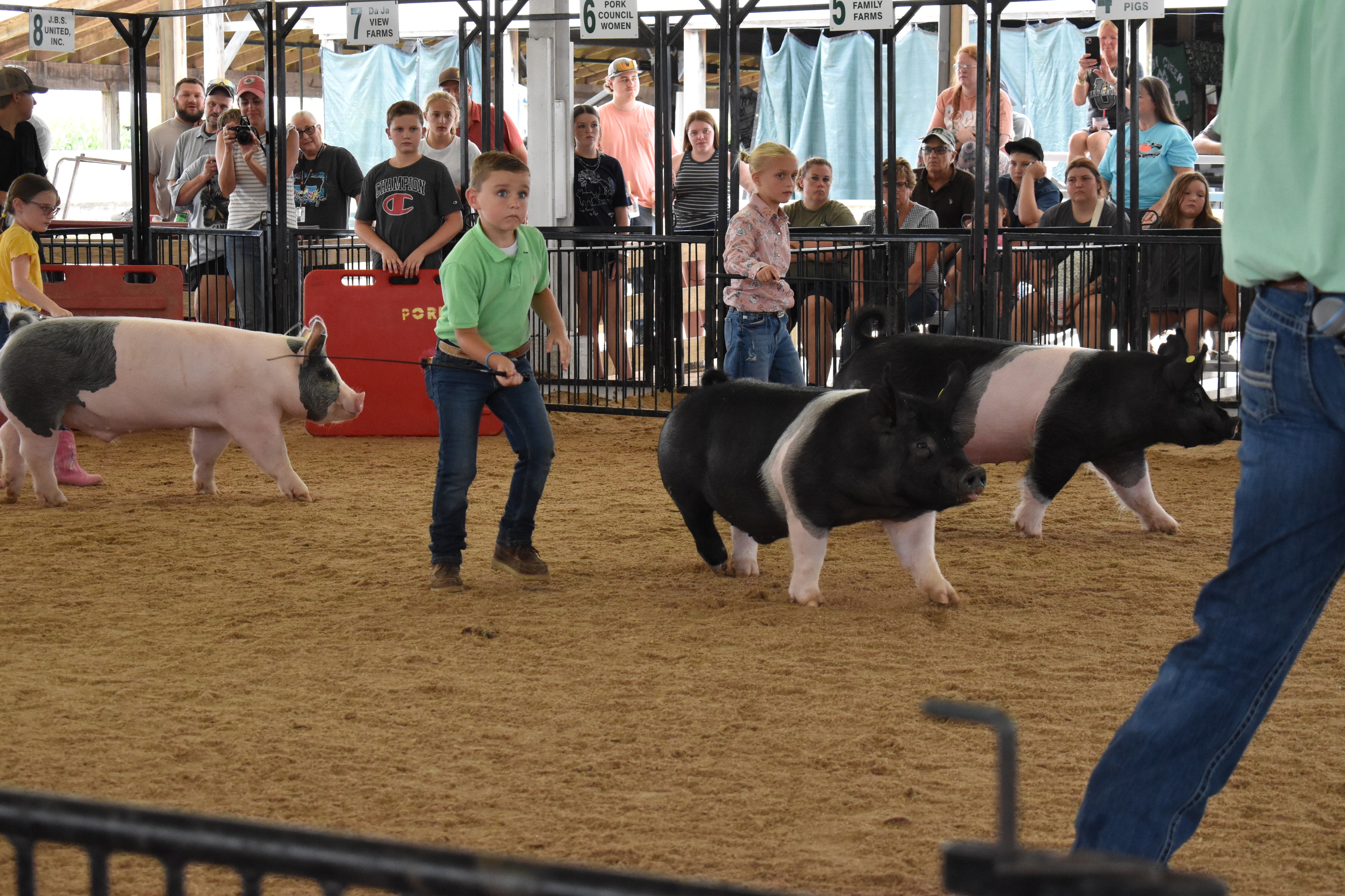 Boy in green polo shirt steering large black-and-white Hampshire cross pig with girl in pink floral shirt behind — packed grandstands with spectators watching, Show Pigs and Farms Meats sponsor signs visible above
