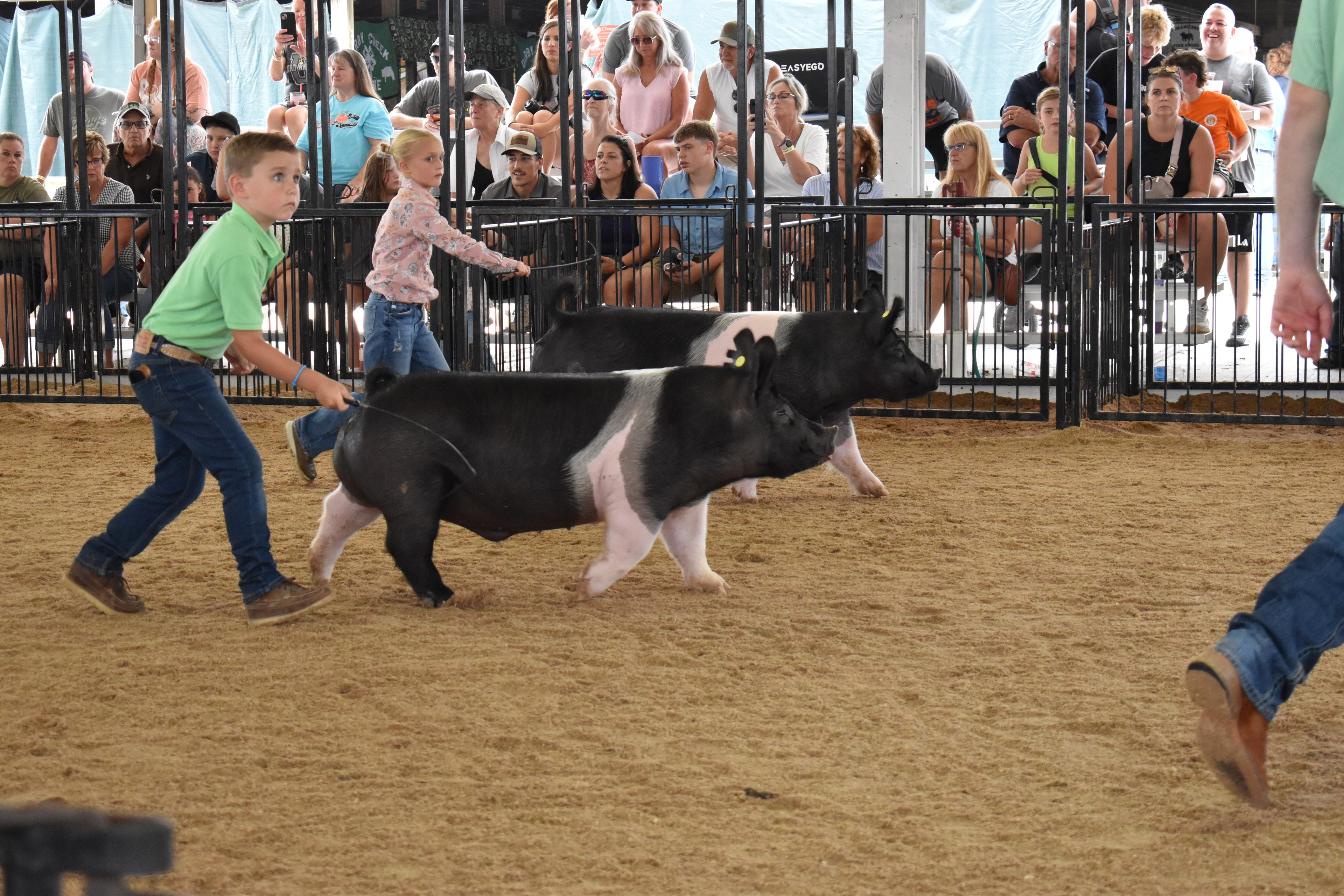Boy in green polo shirt steering large black-and-white Hampshire cross pig with girl in magenta ruffled shirt steering red Duroc pig at left — Mark IV Farm, J.B.S. United, Da Ja View Farms, Pork Council Women, Crowder Family Farms sponsor pens behind with packed grandstands and photographers
