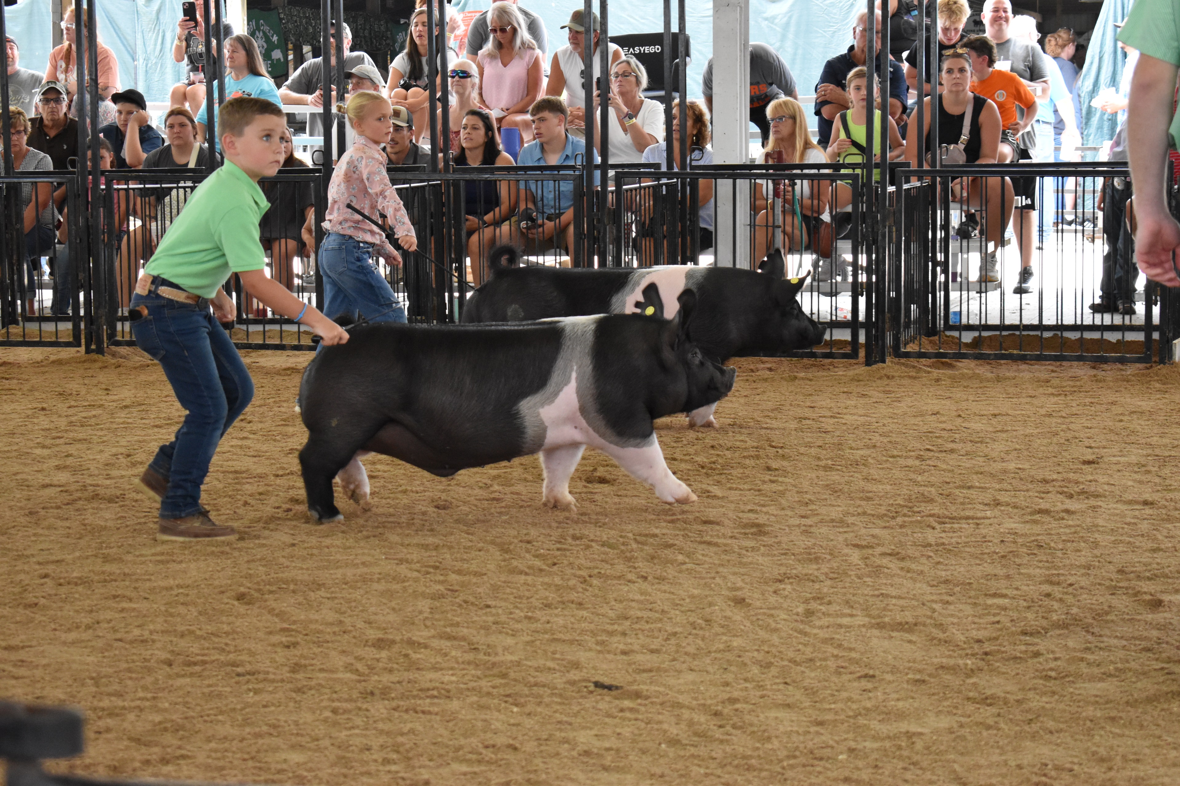 Girl in magenta ruffled shirt with yellow bow steering large red Duroc pig toward the judge — boy in green polo shirt with Hampshire cross pig behind, Da Ja View Farms, Pork Council Women, Crowder Family Farms, Lensman Show Pigs, Oakview Farms Meats sponsor pens behind with packed grandstands