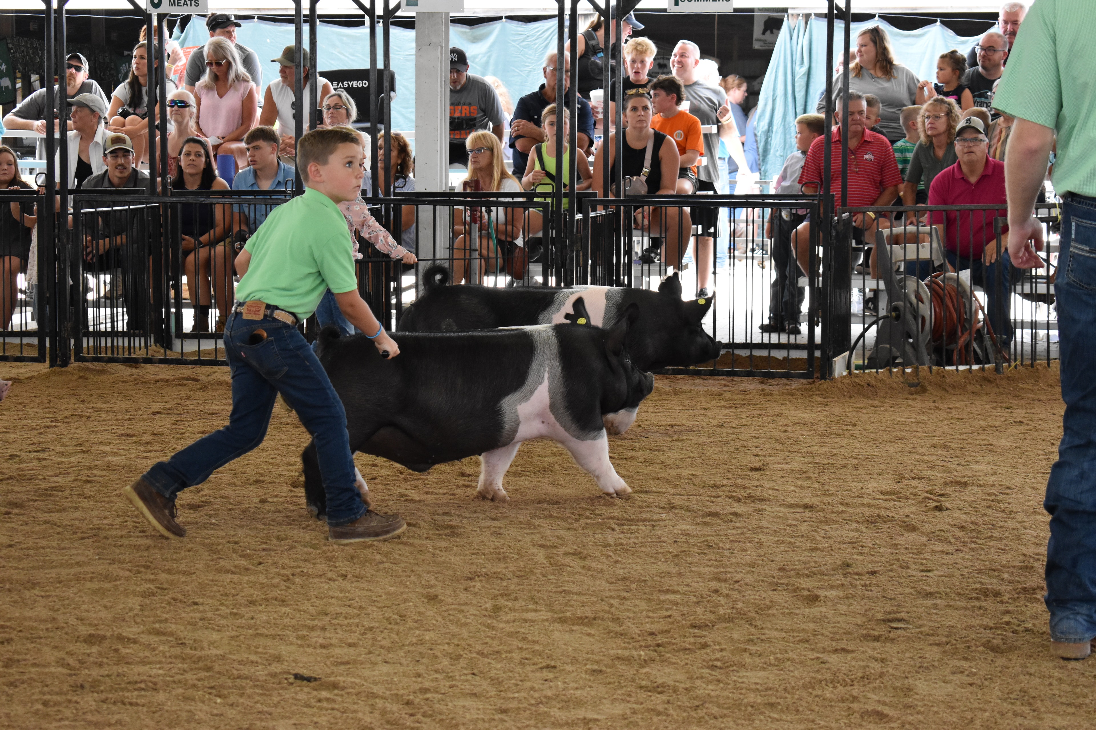 Boy in green polo shirt steering large black-and-white Hampshire cross pig with girl in pink floral shirt behind — J.B.S. United, Da Ja View Farms, Pork Council Women, Family Farms sponsor pens behind with packed grandstands and photographers