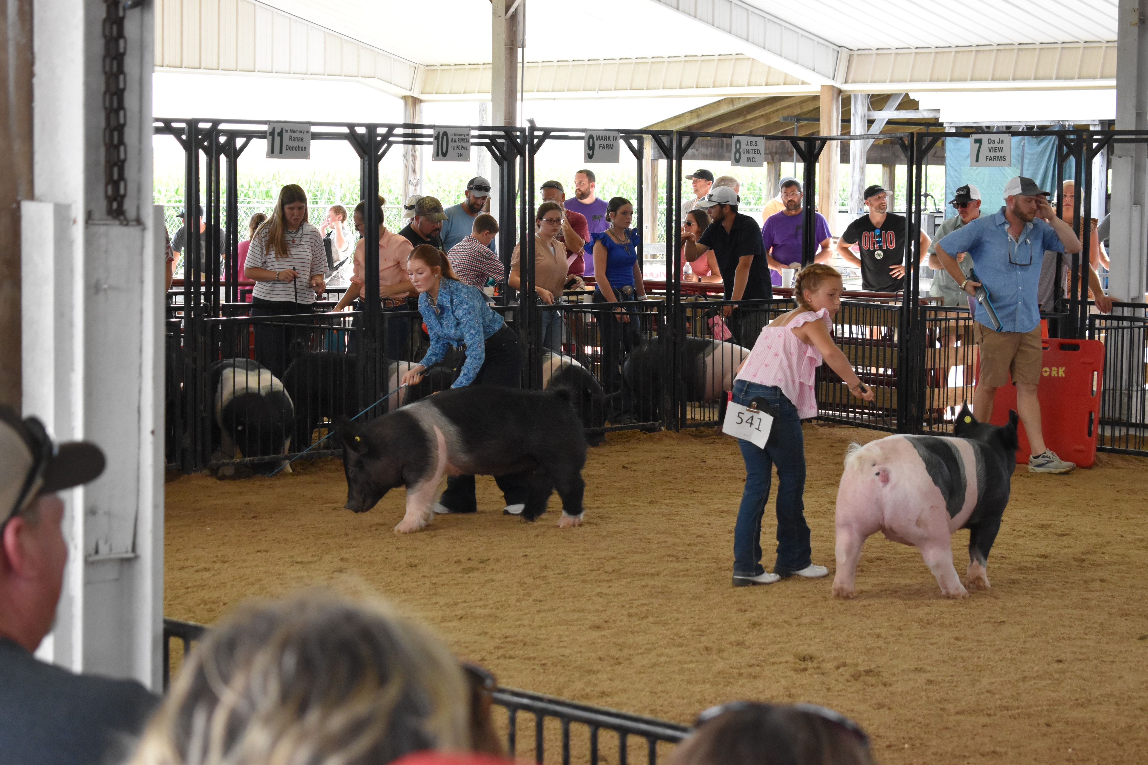 Youth exhibitors showing pigs with large crowd in sponsor pens at Champaign County Fair
