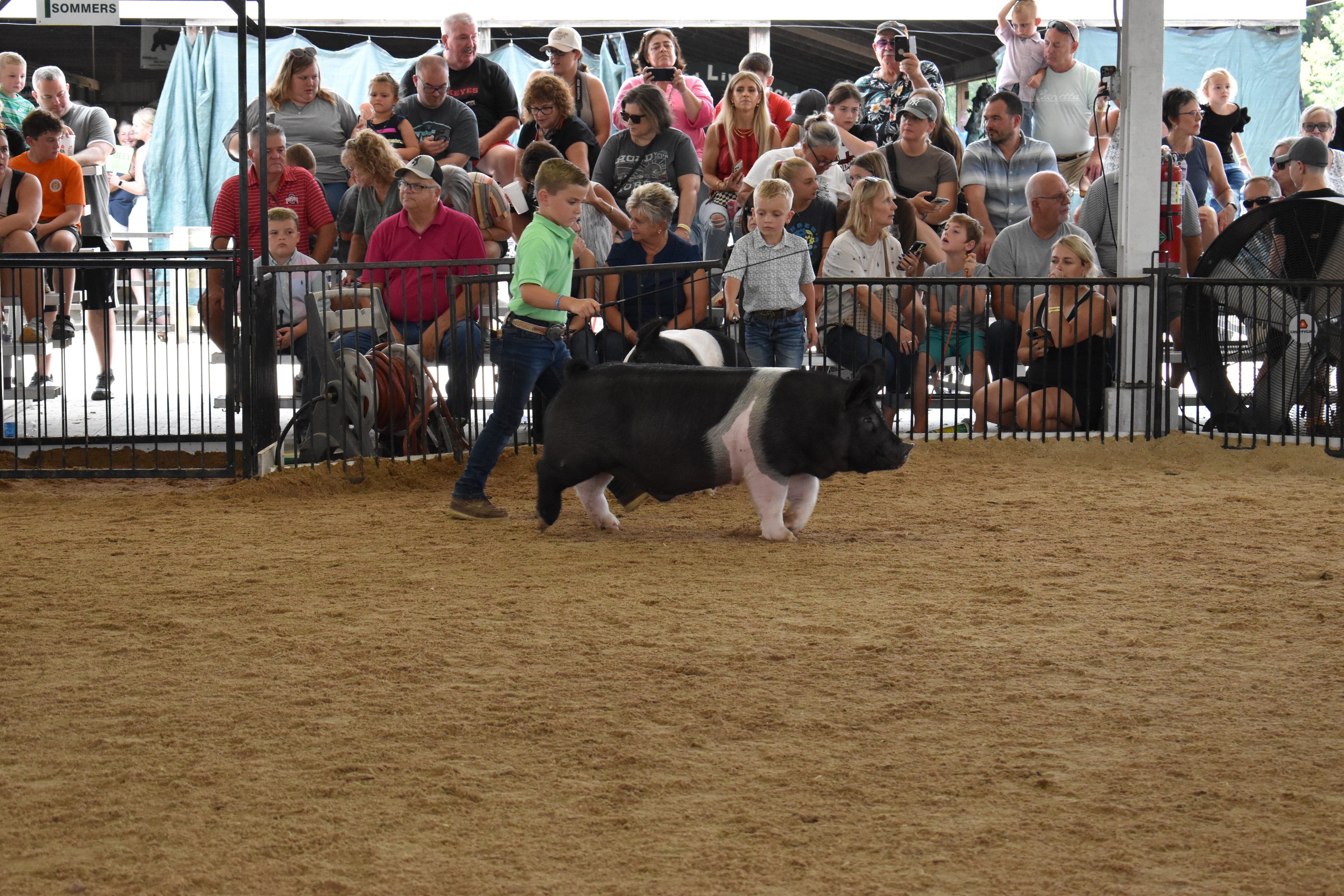 Boy in green polo shirt steering large black-and-white Hampshire cross pig solo in the arena — packed grandstands with spectators watching behind the rail fence, Sommers sign visible above