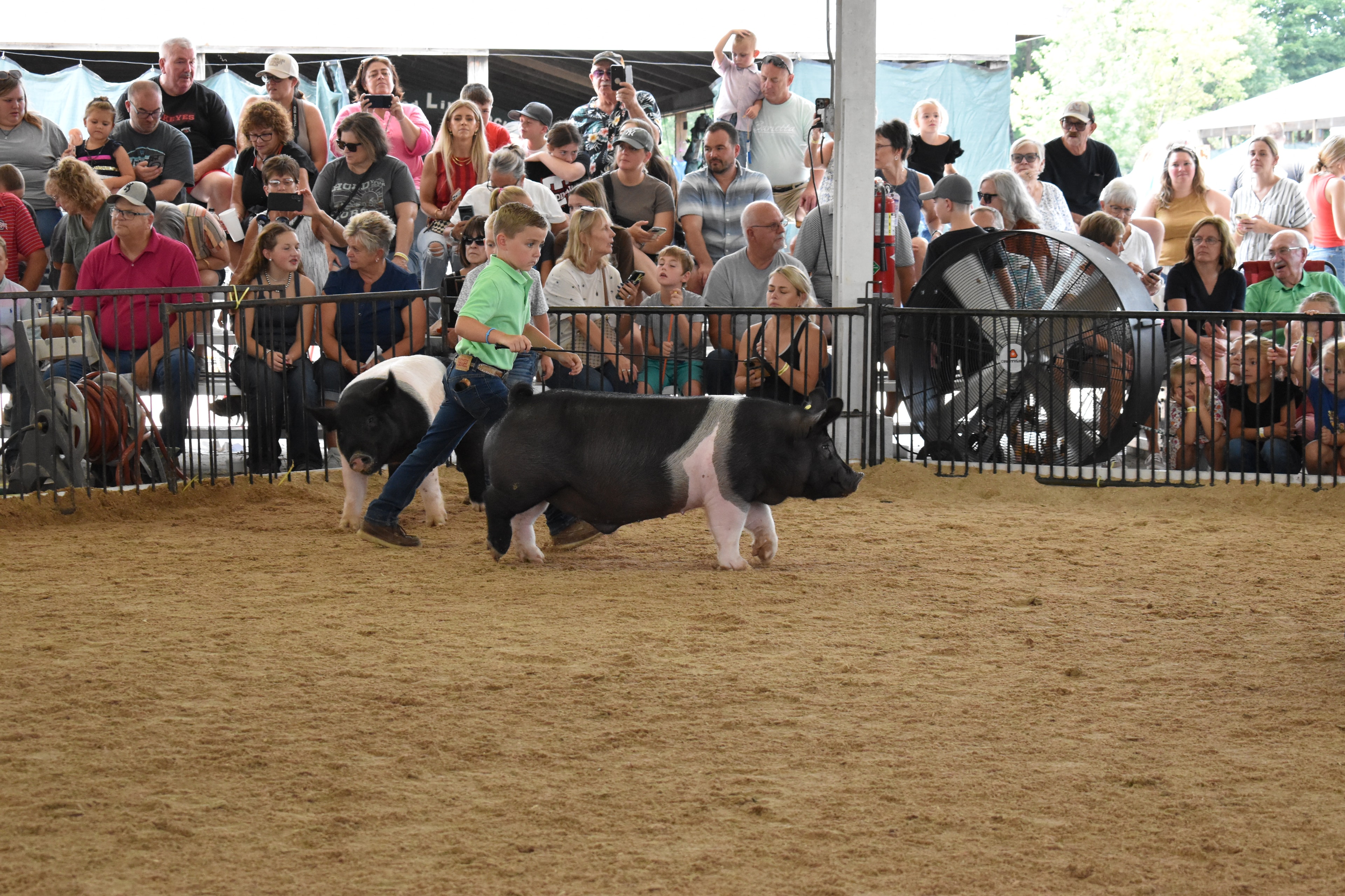 Boy in green polo shirt steering large black-and-white Hampshire cross pig with second smaller boy in white shirt walking alongside — packed grandstands with spectators watching behind the rail fence