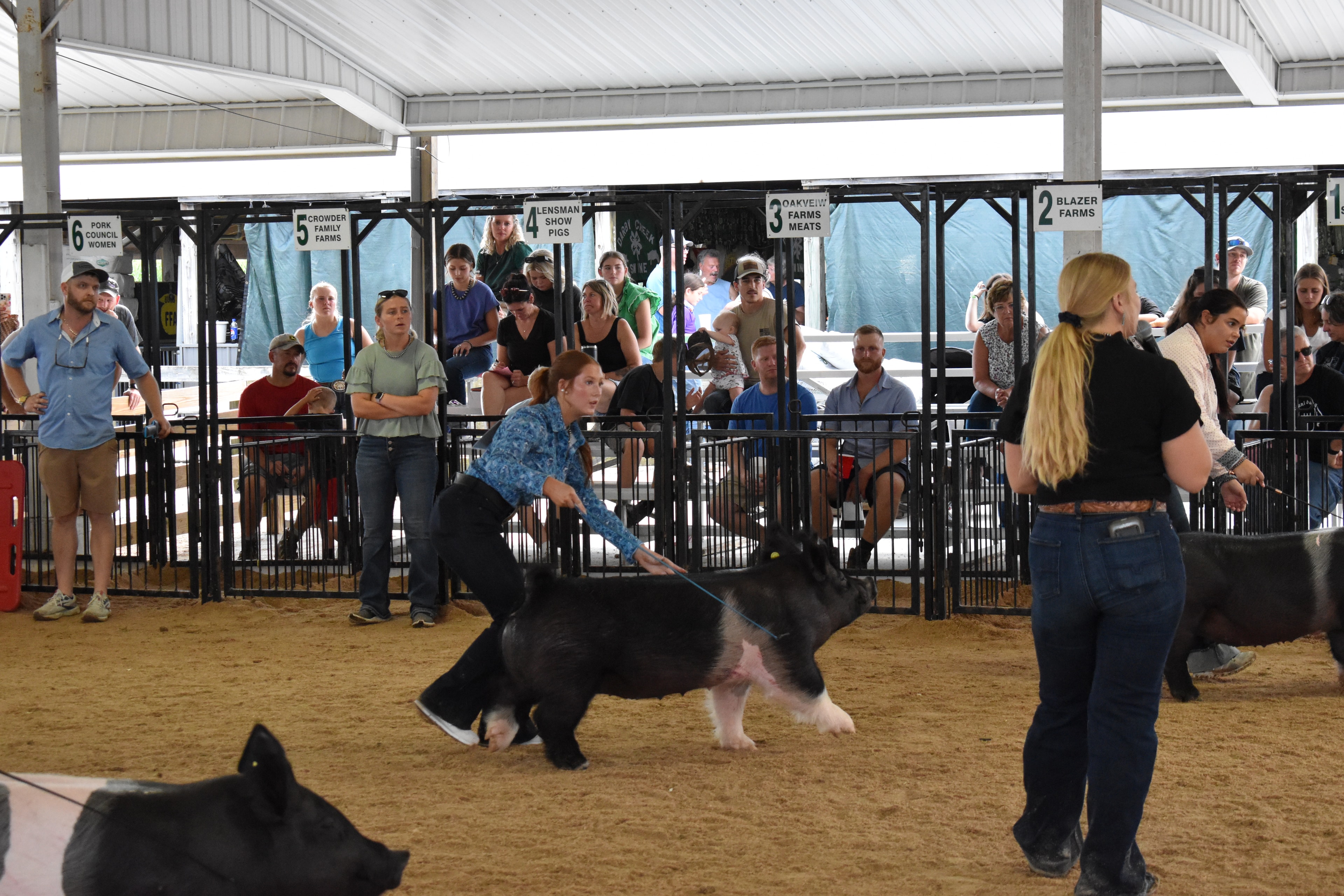 Youth exhibitors showing pigs in the arena with sponsor pens numbered 7–11 in background