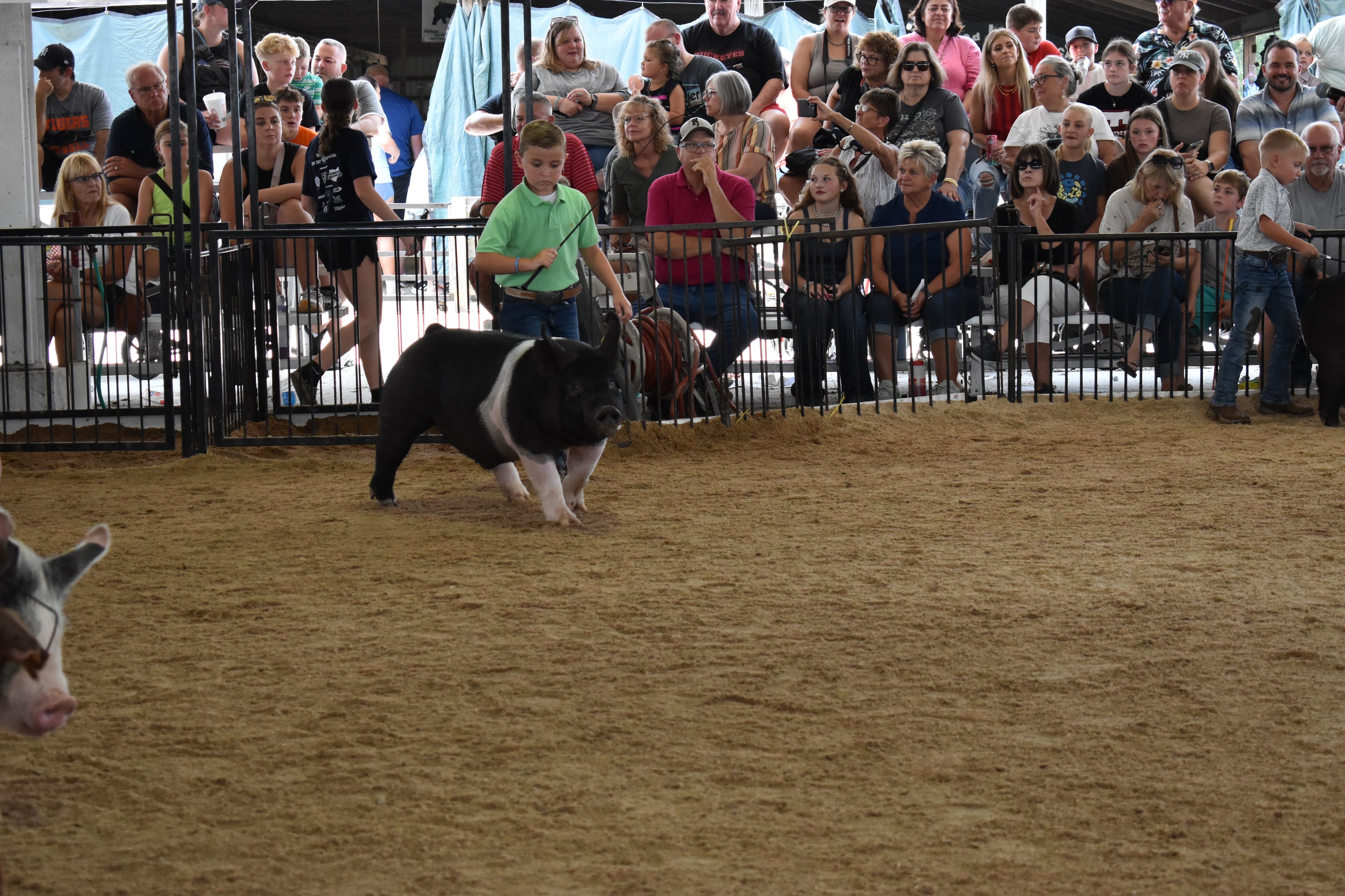 Boy in green polo shirt steering large black Hampshire cross pig with show stick — girl in yellow shirt with pink cowboy boots steering spotted Hampshire cross pig behind, red Duroc pig at right foreground, packed grandstands watching