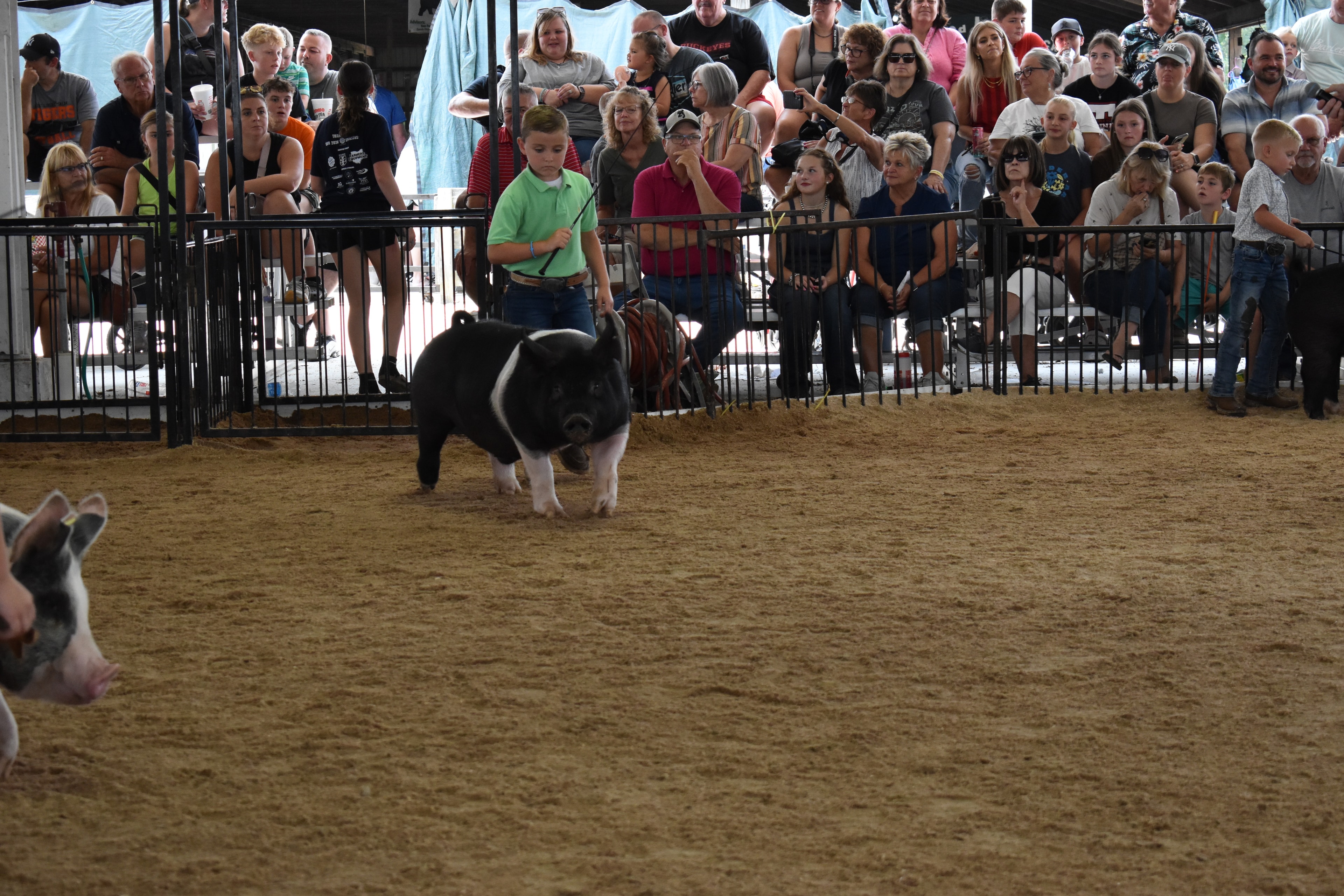 Boy in green polo shirt steering large black Hampshire cross pig with show stick — girl in yellow shirt with pink cowboy boots steering spotted Hampshire cross pig behind, red Duroc pig at right foreground, packed grandstands watching