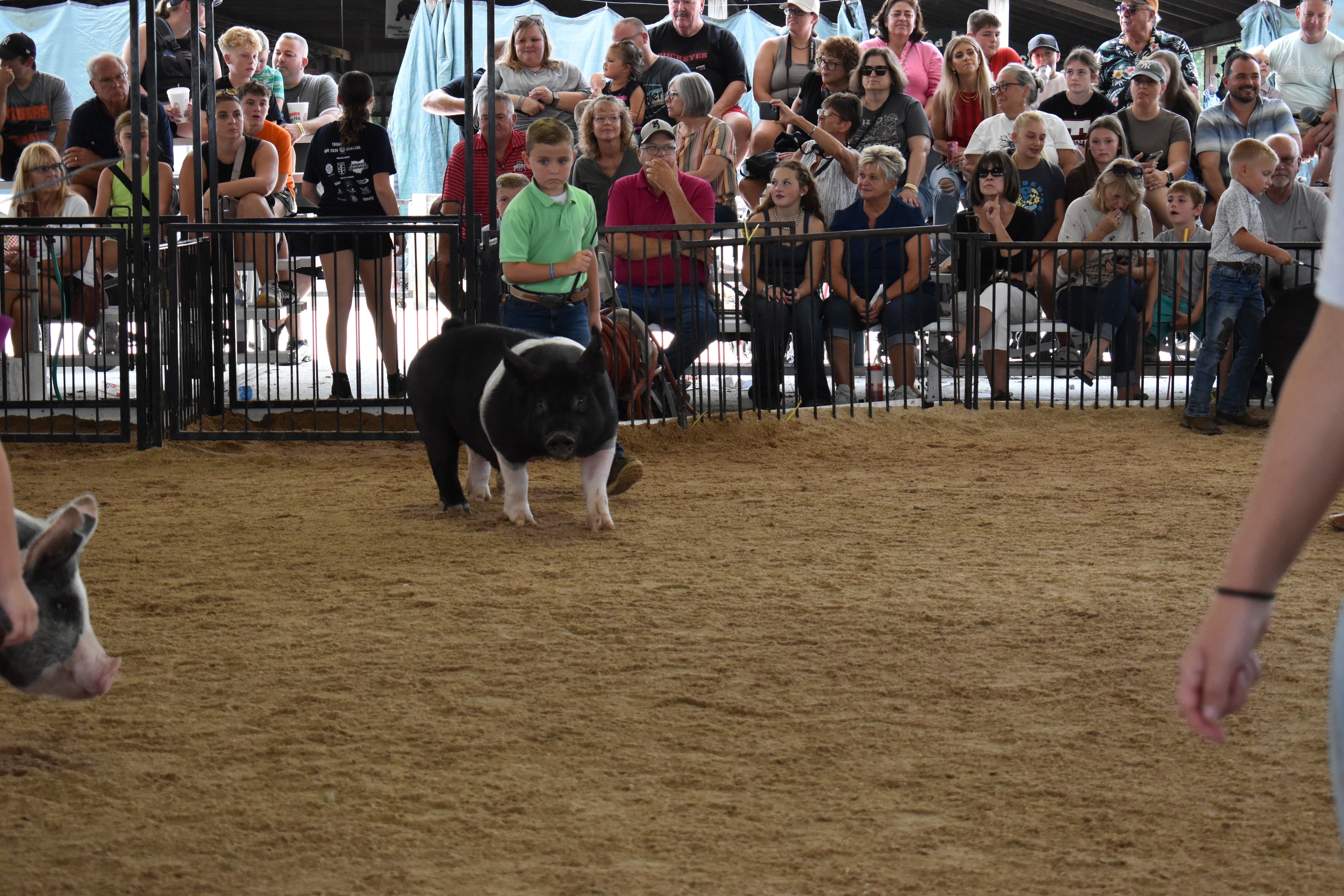 Boy in green polo shirt steering large black Hampshire cross pig — girl in yellow shirt with pink cowboy boots and boy in red plaid shirt visible behind, packed grandstands watching, Oakview Farms Meats and Blazer Farms sponsor signs visible above