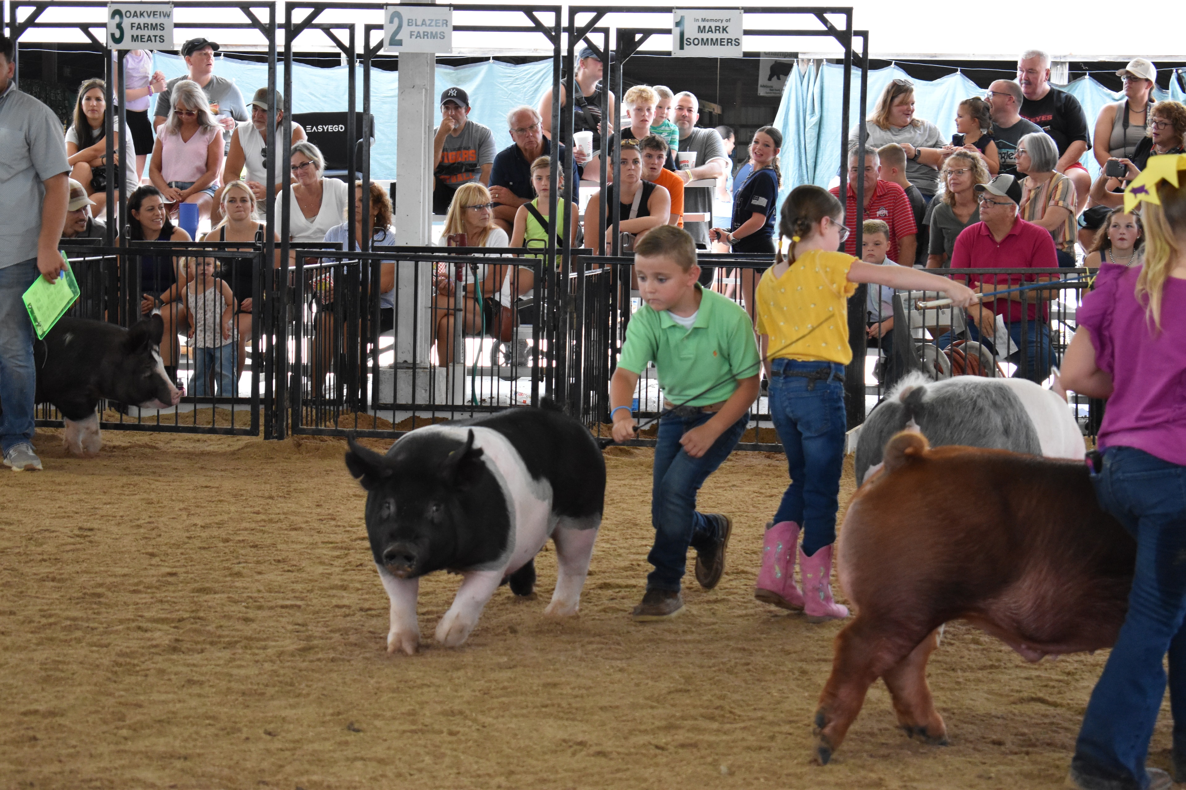 Boy in green polo shirt steering large black Hampshire cross pig with show stick — girl in yellow shirt with pink cowboy boots steering spotted Hampshire cross pig behind, red Duroc pig at right foreground, packed grandstands watching