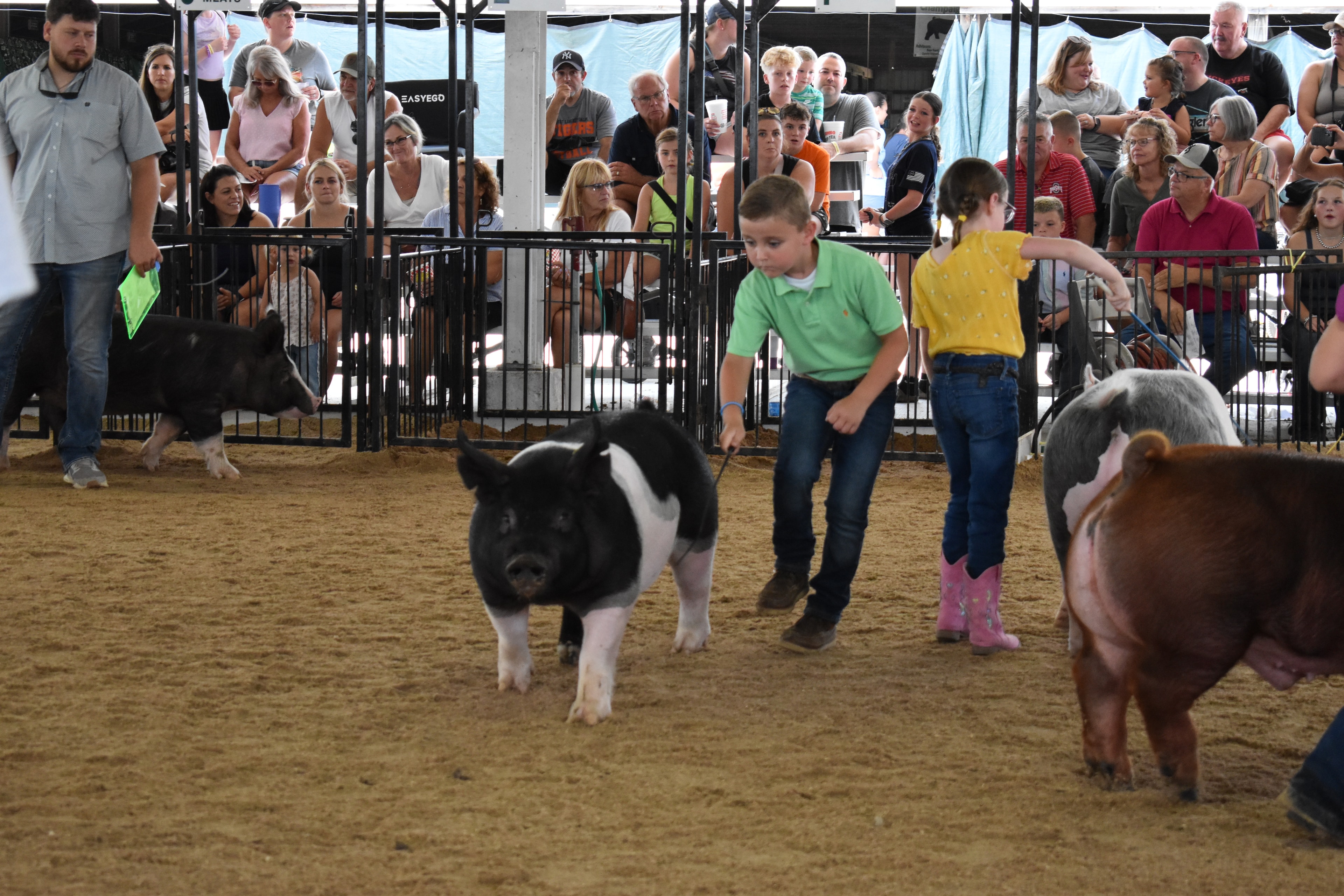 Boy in green polo shirt steering large black Hampshire cross pig with show stick — girl in yellow shirt with pink cowboy boots steering spotted Hampshire cross pig behind, red Duroc pig at right foreground, packed grandstands watching