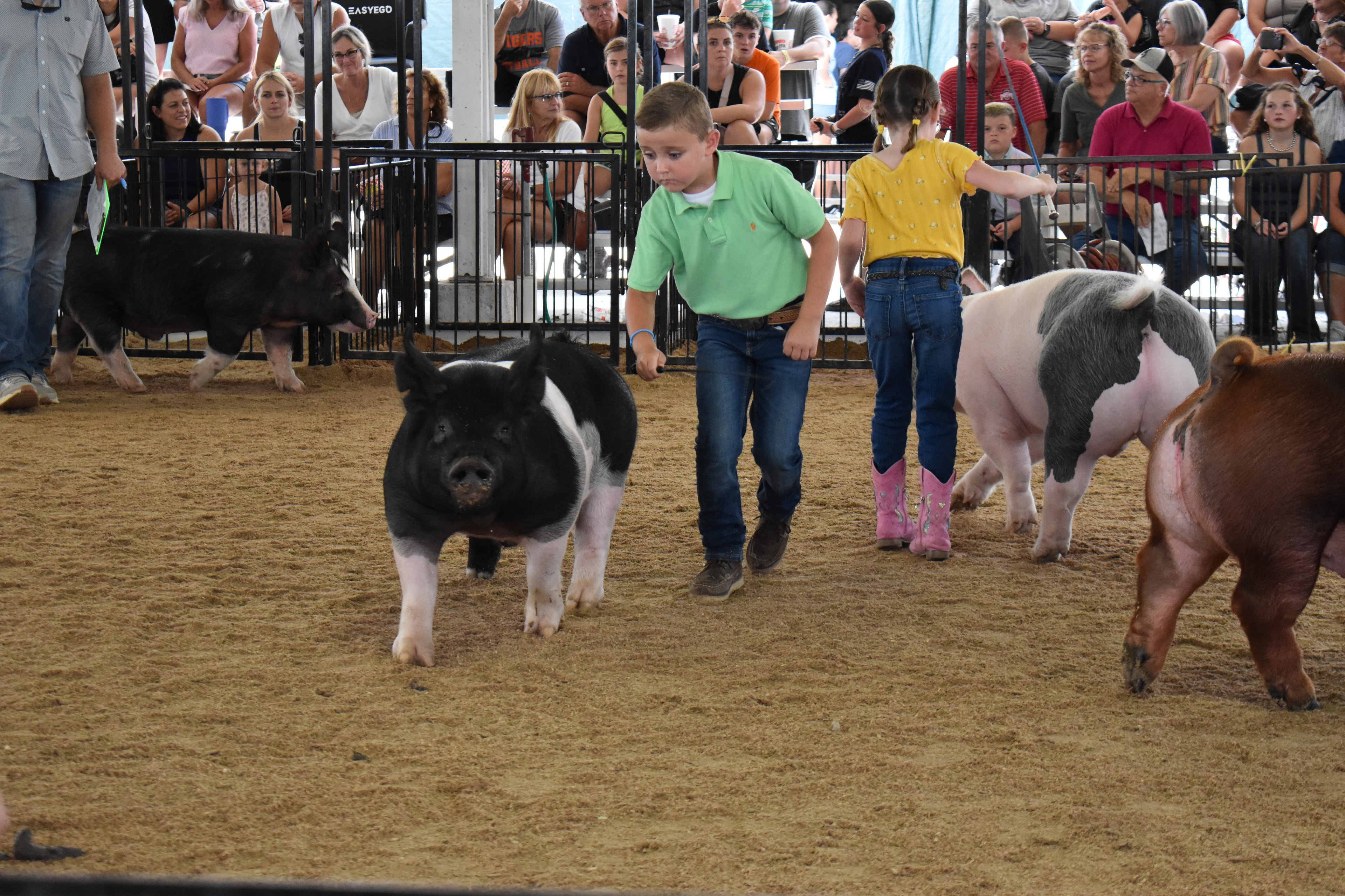 Boy in green polo shirt steering large black Hampshire cross pig solo — packed grandstands with spectators watching intently, spotted pig head visible at lower left foreground, Oakview Farms Meats and Blazer Farms and Mark Sommers memorial sponsor signs visible above