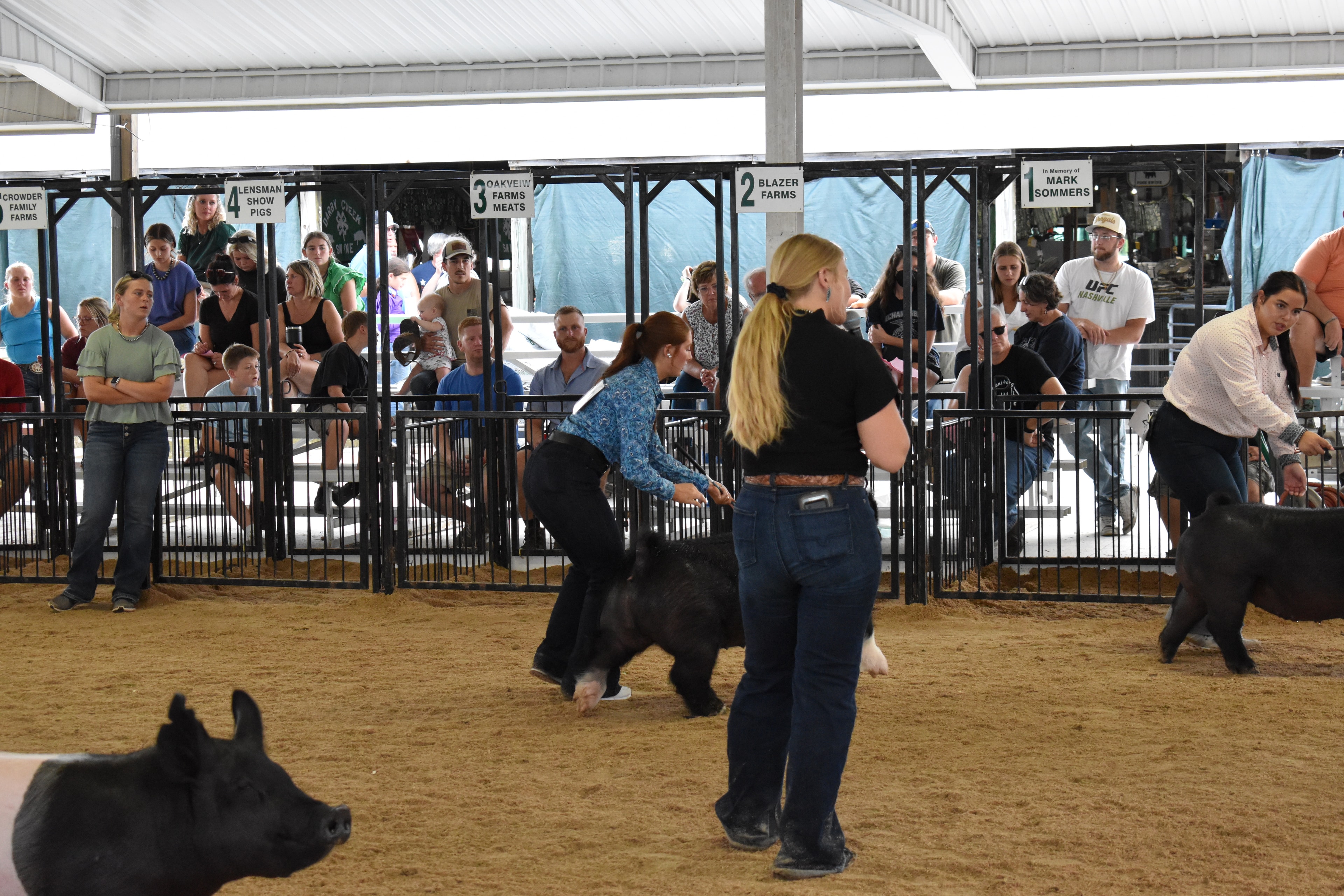 Announcer with microphone and exhibitors showing pigs in the show ring at Champaign County Fair