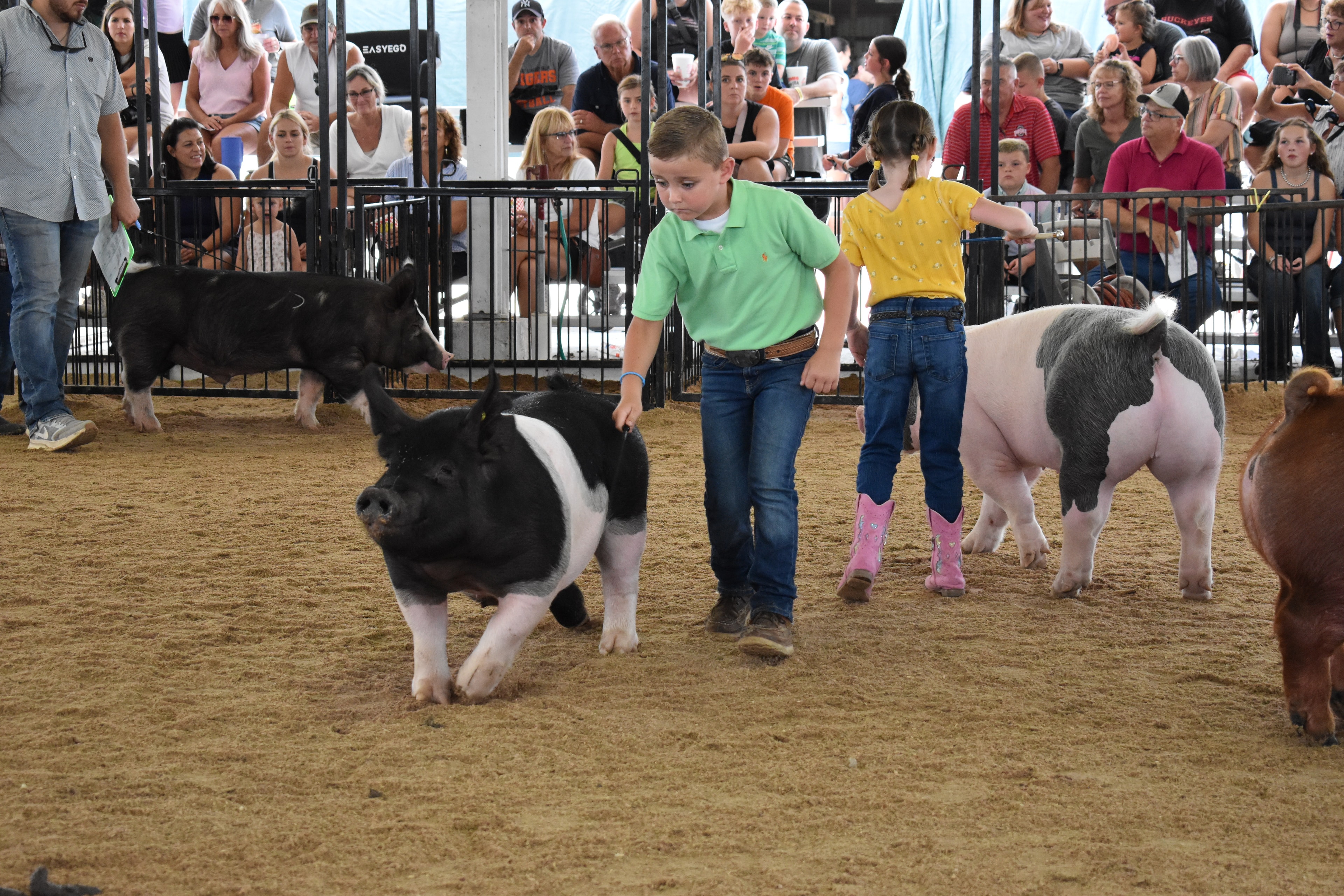 Boy in green polo shirt steering large black Hampshire cross pig solo in wide open arena — packed grandstands with spectators watching, spotted pig head visible at lower left foreground