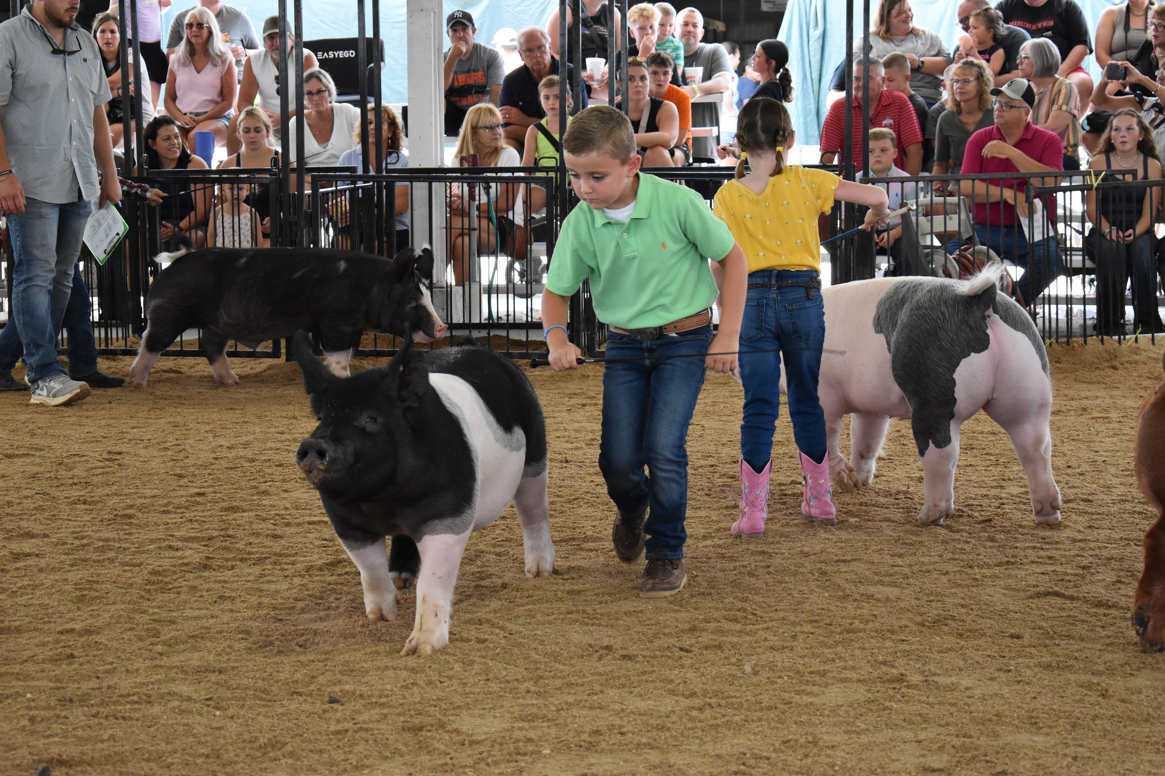 Boy in green polo shirt steering large black Hampshire cross pig solo in wide open arena — packed grandstands with spectators watching, spotted pig head visible at lower left foreground