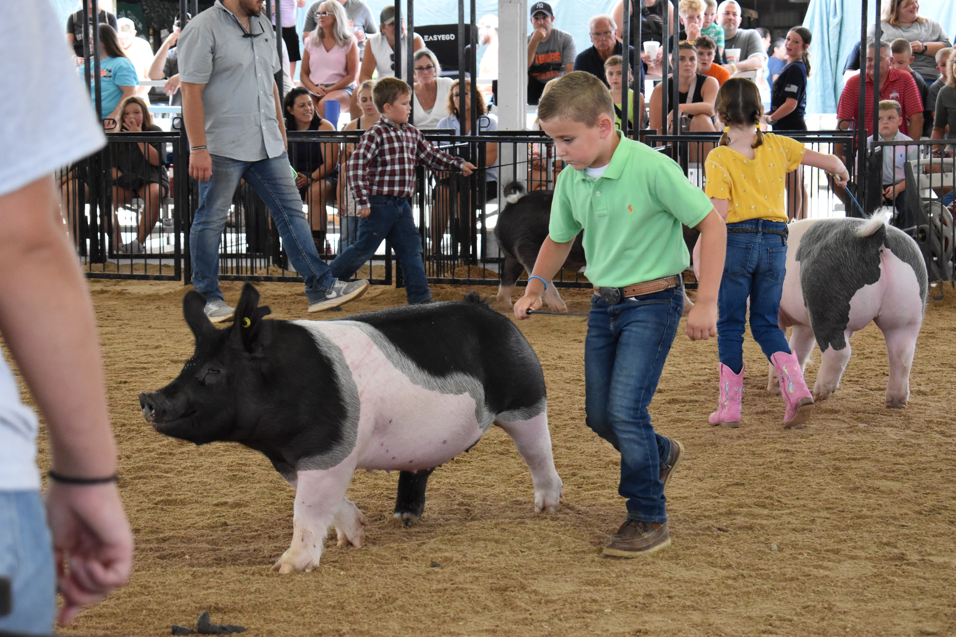 Boy in green polo shirt steering large black Hampshire cross pig solo in wide open arena — packed grandstands with spectators watching intently, spotted pig head visible at lower left foreground