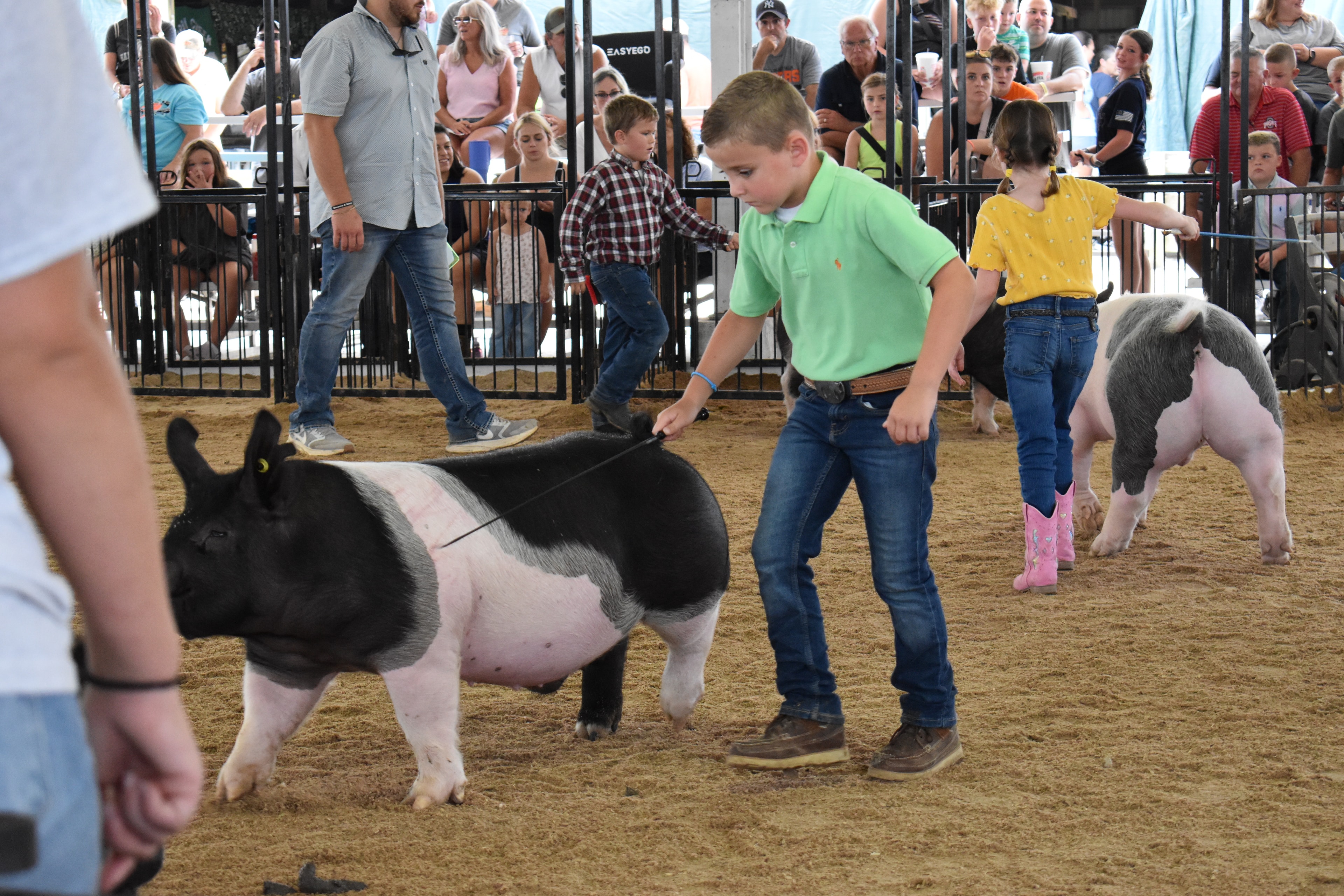 Boy in red shirt steering large black-and-white Hampshire cross pig with show stick — girl in pink shirt running behind with second Hampshire cross pig, Mark Sommers memorial sign visible, packed grandstands watching
