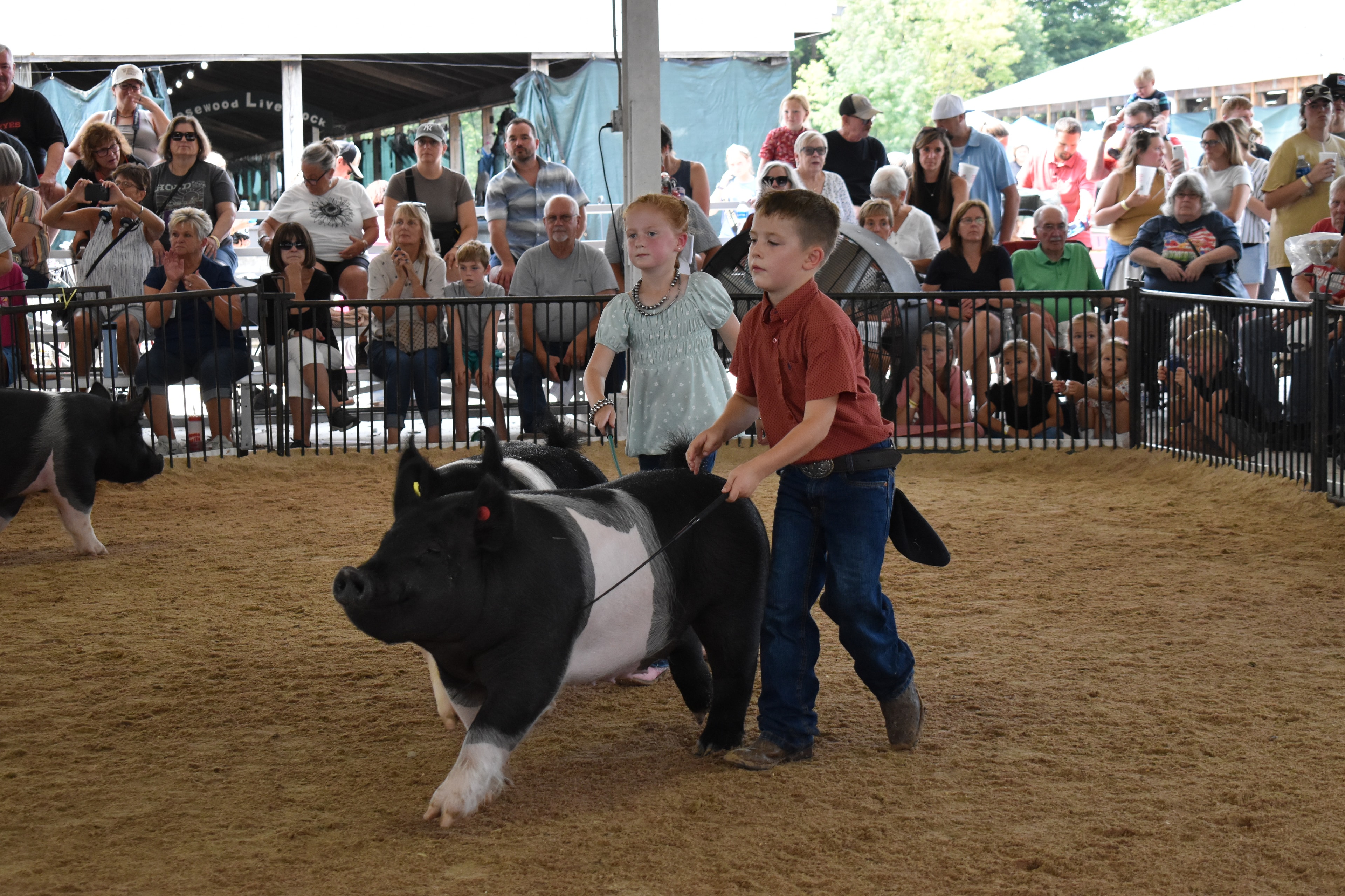 Boy in green polo shirt steering large black-and-white Hampshire cross pig with show stick — girl in yellow shirt with pink cowboy boots steering spotted Hampshire cross pig behind, J.B.S. United, Da Ja View Farms, Pork Council Women, Crowder Family Farms, Lensman Show Pigs, Oakview Farms Meats sponsor pens behind with packed grandstands