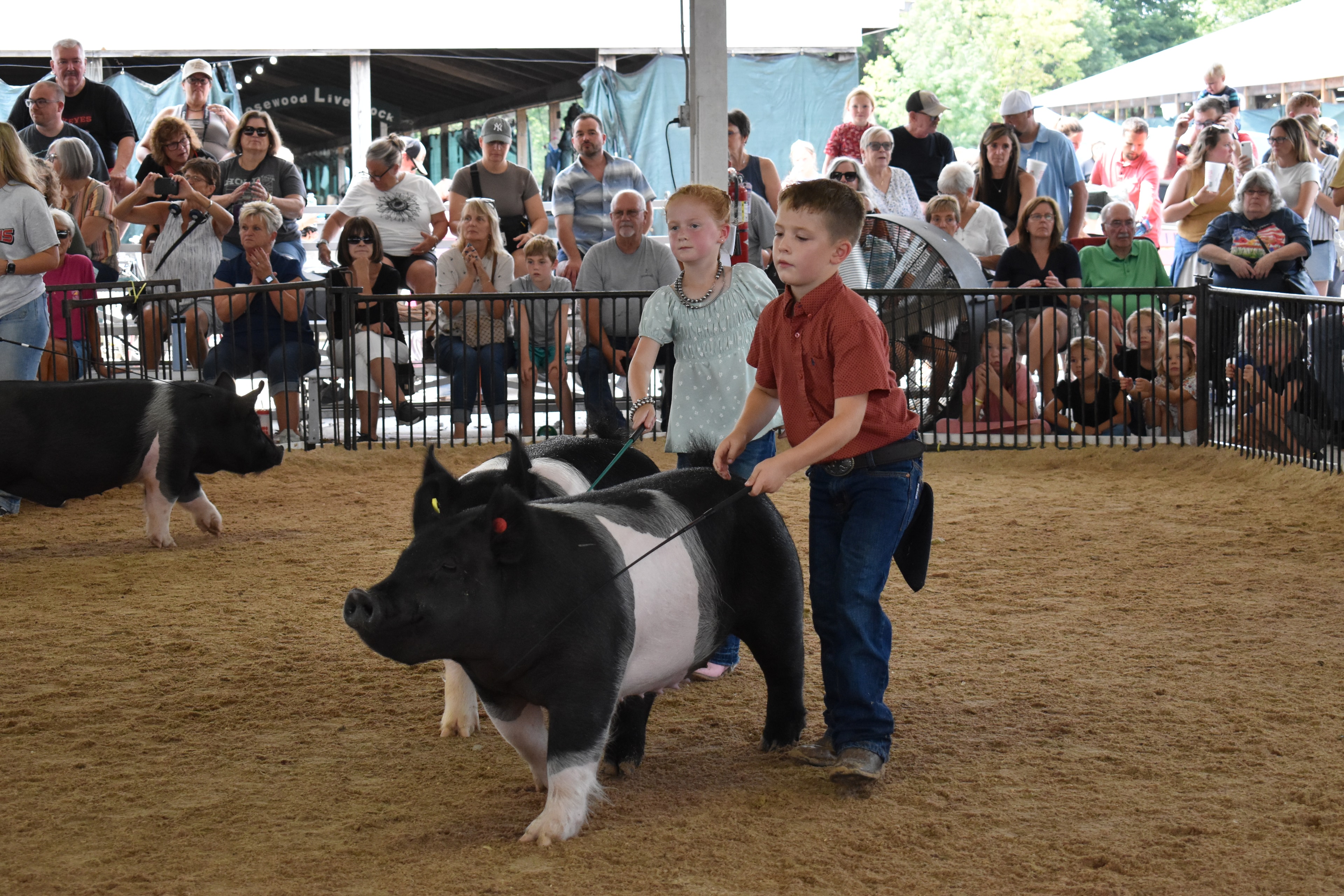 Boy in green polo shirt steering large black-and-white Hampshire cross pig with show stick — girl in yellow shirt with pink cowboy boots steering spotted Hampshire cross pig behind, J.B.S. United, Da Ja View Farms, Pork Council Women, Crowder Family Farms, Lensman Show Pigs, Oakview Farms Meats sponsor pens behind with packed grandstands
