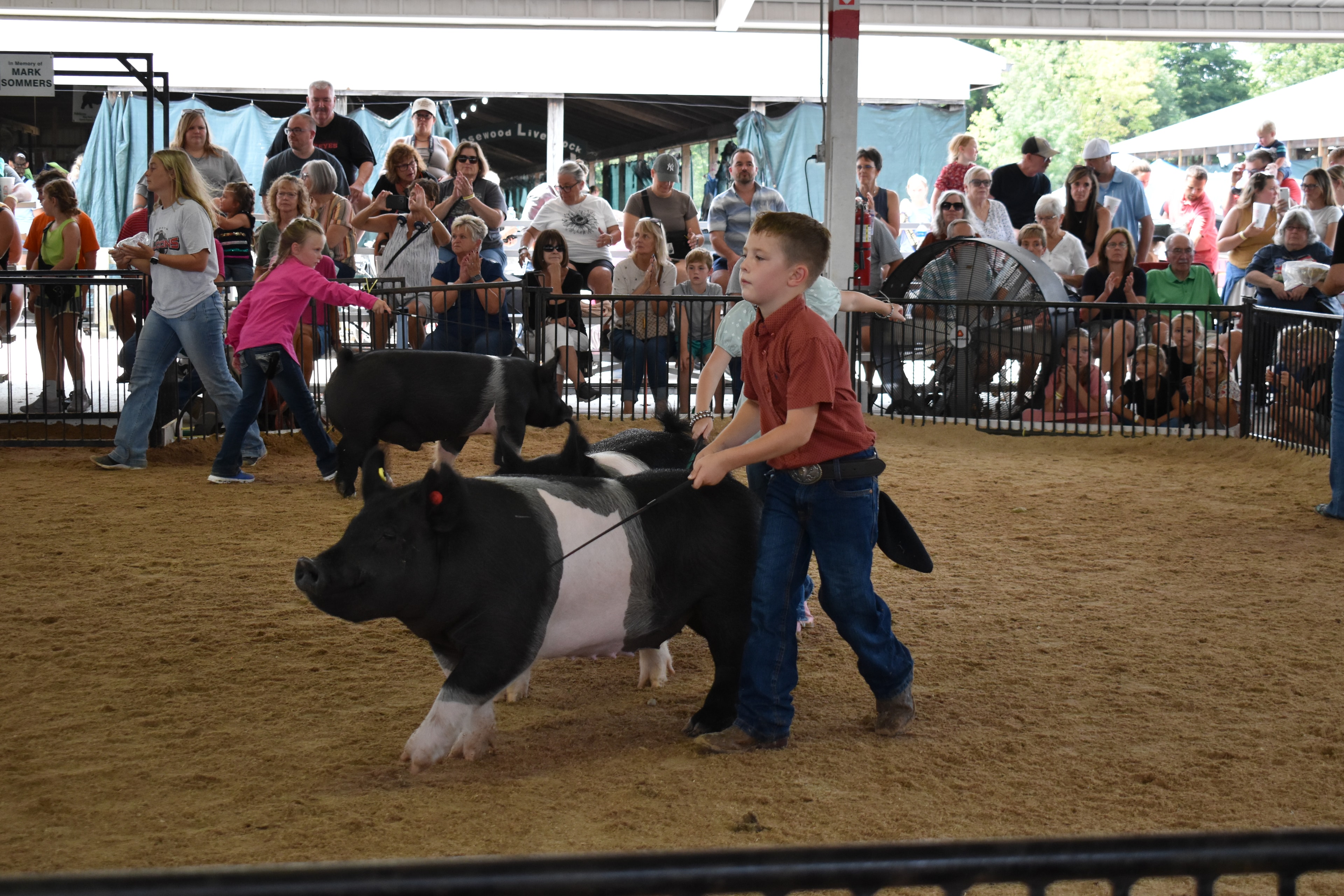 Boy in green polo shirt steering large black-and-white Hampshire cross pig with show stick — girl in yellow shirt with pink cowboy boots steering spotted Hampshire cross pig behind, J.B.S. United, Da Ja View Farms, Pork Council Women, Crowder Family Farms, Lensman Show Pigs, Oakview Farms Meats sponsor pens behind with packed grandstands
