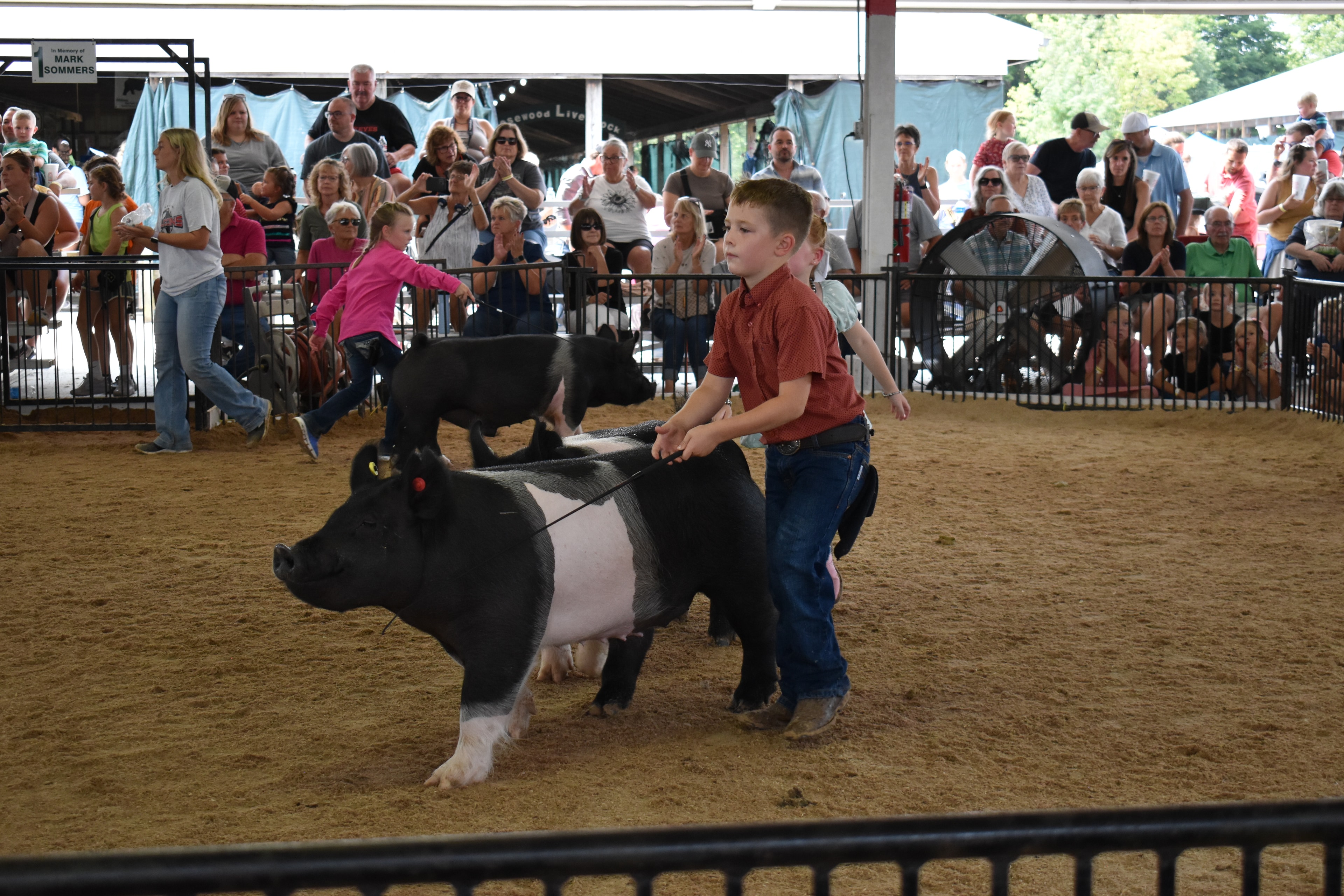 Boy in red shirt steering large black-and-white Hampshire cross pig with show stick — girl in pink shirt running behind with second Hampshire cross pig, Mark Sommers memorial sign visible, packed grandstands watching and applauding