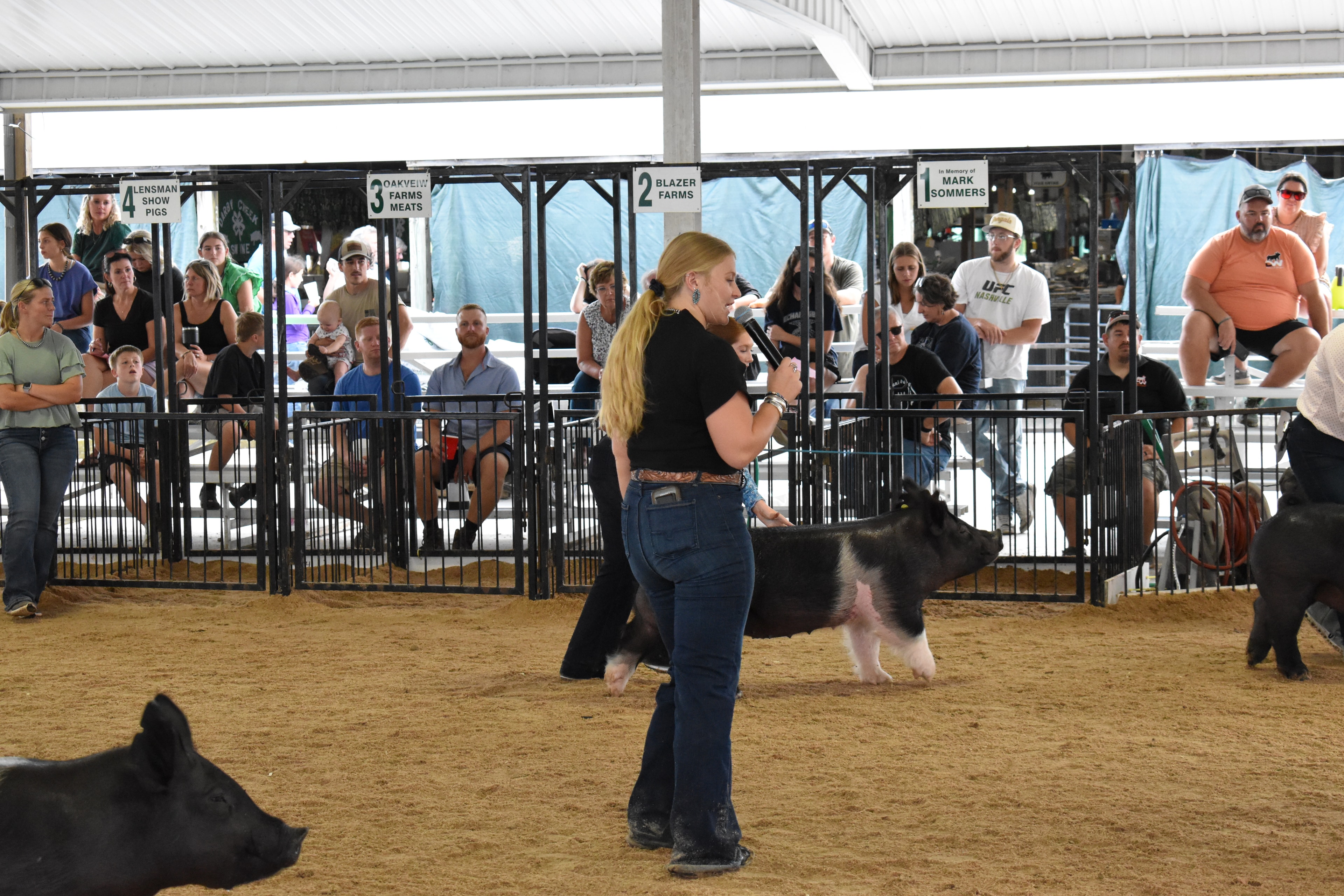 Announcer with microphone guiding pig alongside exhibitor in the show ring