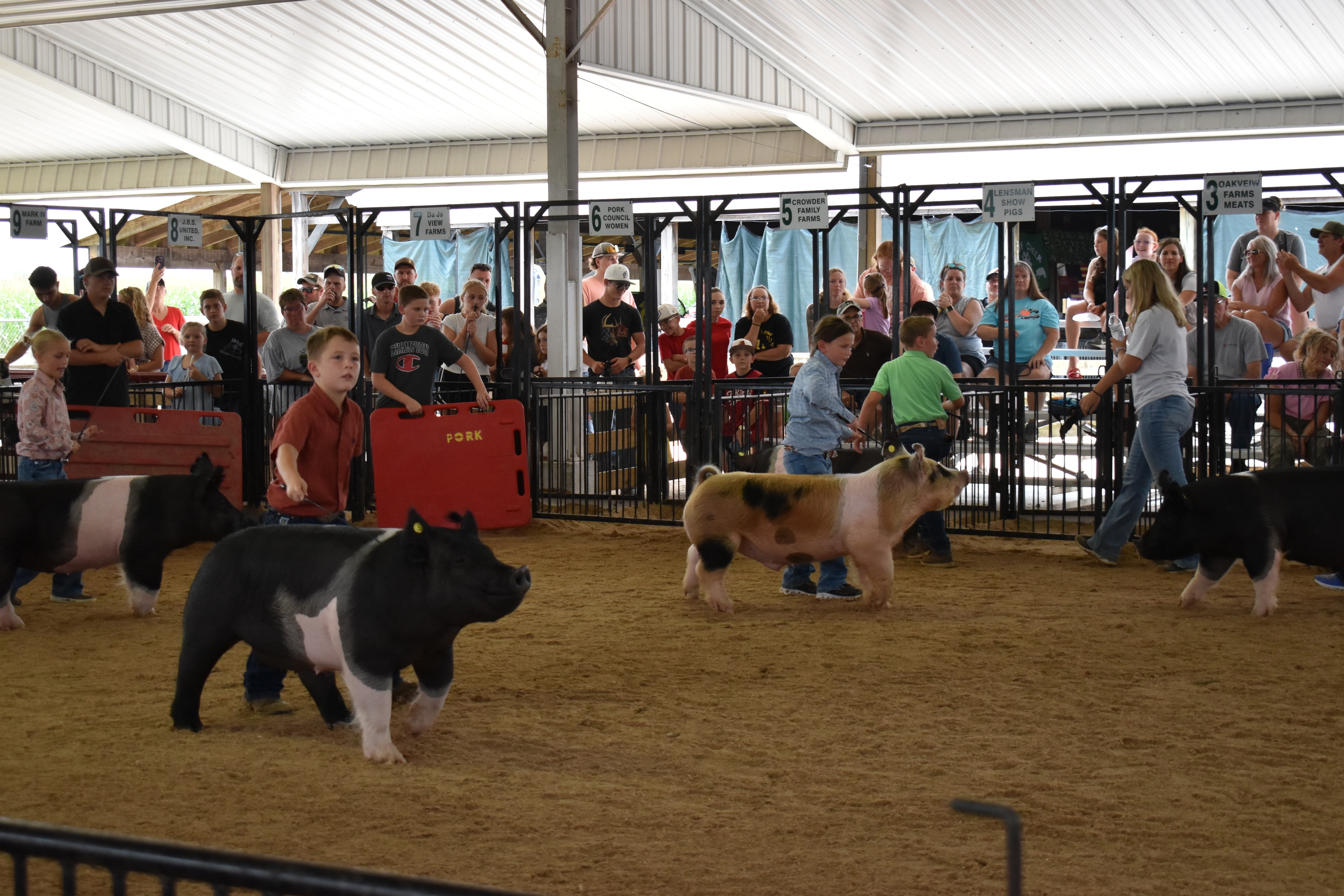 Red-haired girl in teal top with pearl necklace and boy in red shirt jointly steering large black-and-white Hampshire cross pig — packed grandstands with spectators watching, Rosewood Livestock sign visible above