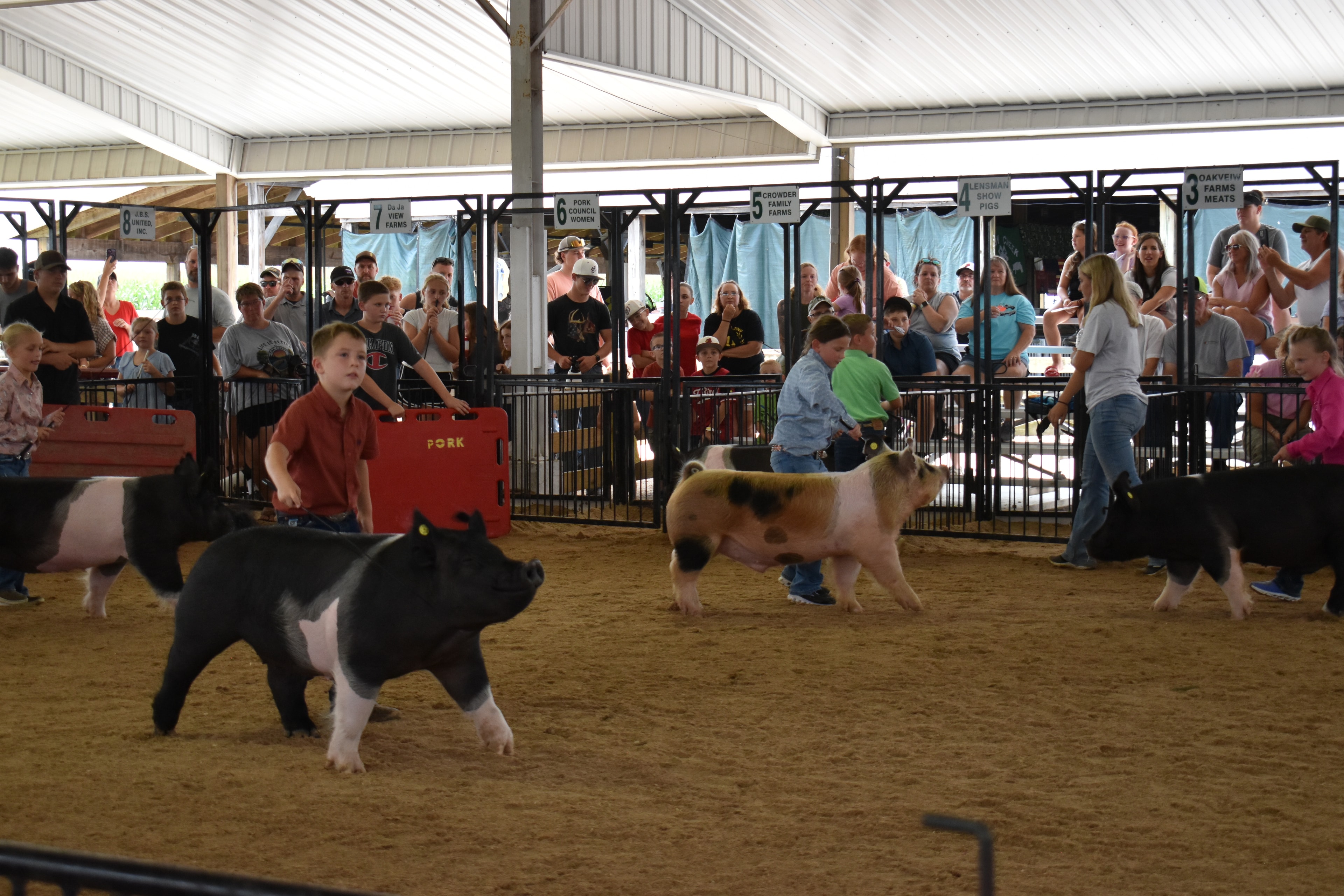 Red-haired girl in teal top with pearl necklace and boy in red shirt jointly steering large black-and-white Hampshire cross pig — packed grandstands with spectators watching, Rosewood Livestock sign visible above