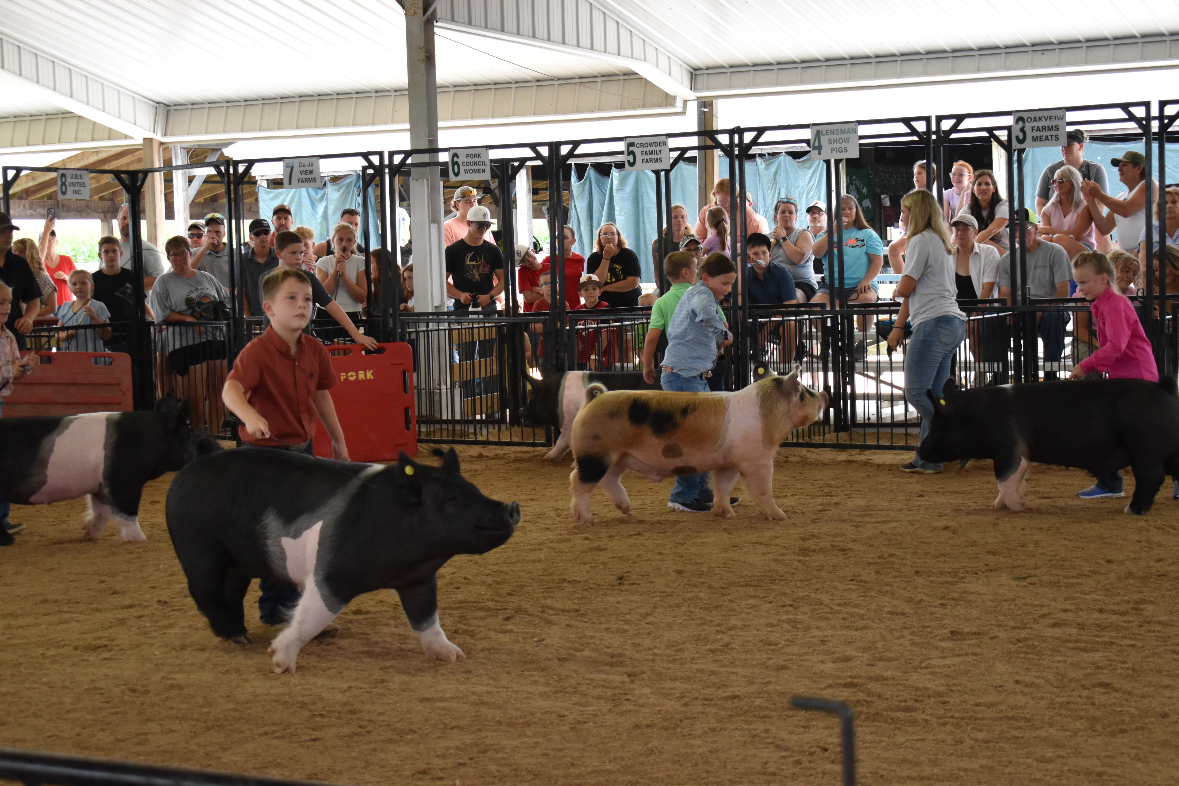 Red-haired girl in teal top with pearl necklace and boy in red shirt jointly steering large black-and-white Hampshire cross pig — packed grandstands with spectators watching, Rosewood Livestock sign visible above