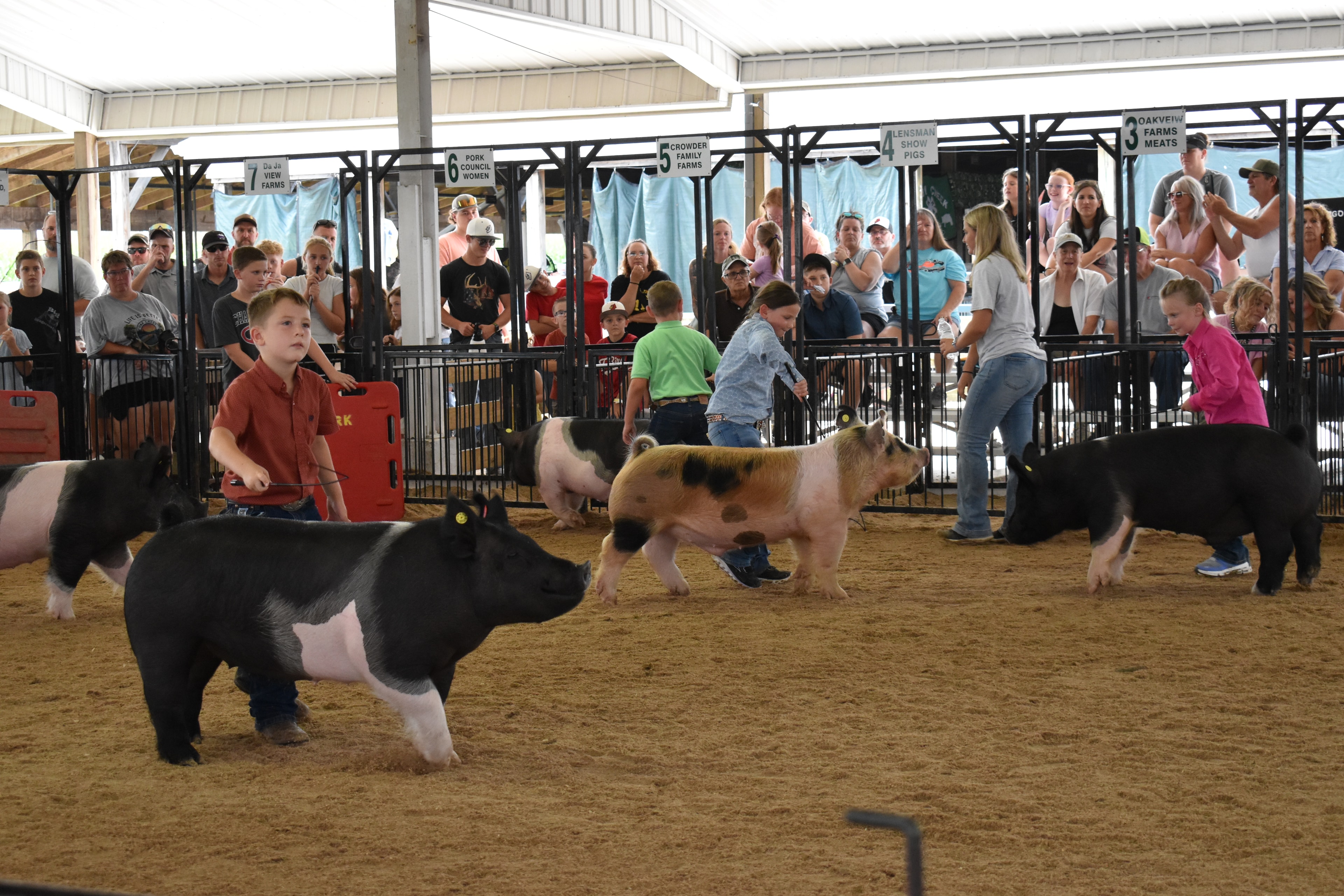 Boy in orange-red shirt steering large black Hampshire cross pig with yellow ear tag — smaller boy in blue shirt steering second Hampshire cross pig behind, girl in pink shirt at left, Lensman Show Pigs, Oakview Farms Meats, Blazer Farms, Mark Sommers memorial sponsor signs above packed grandstands