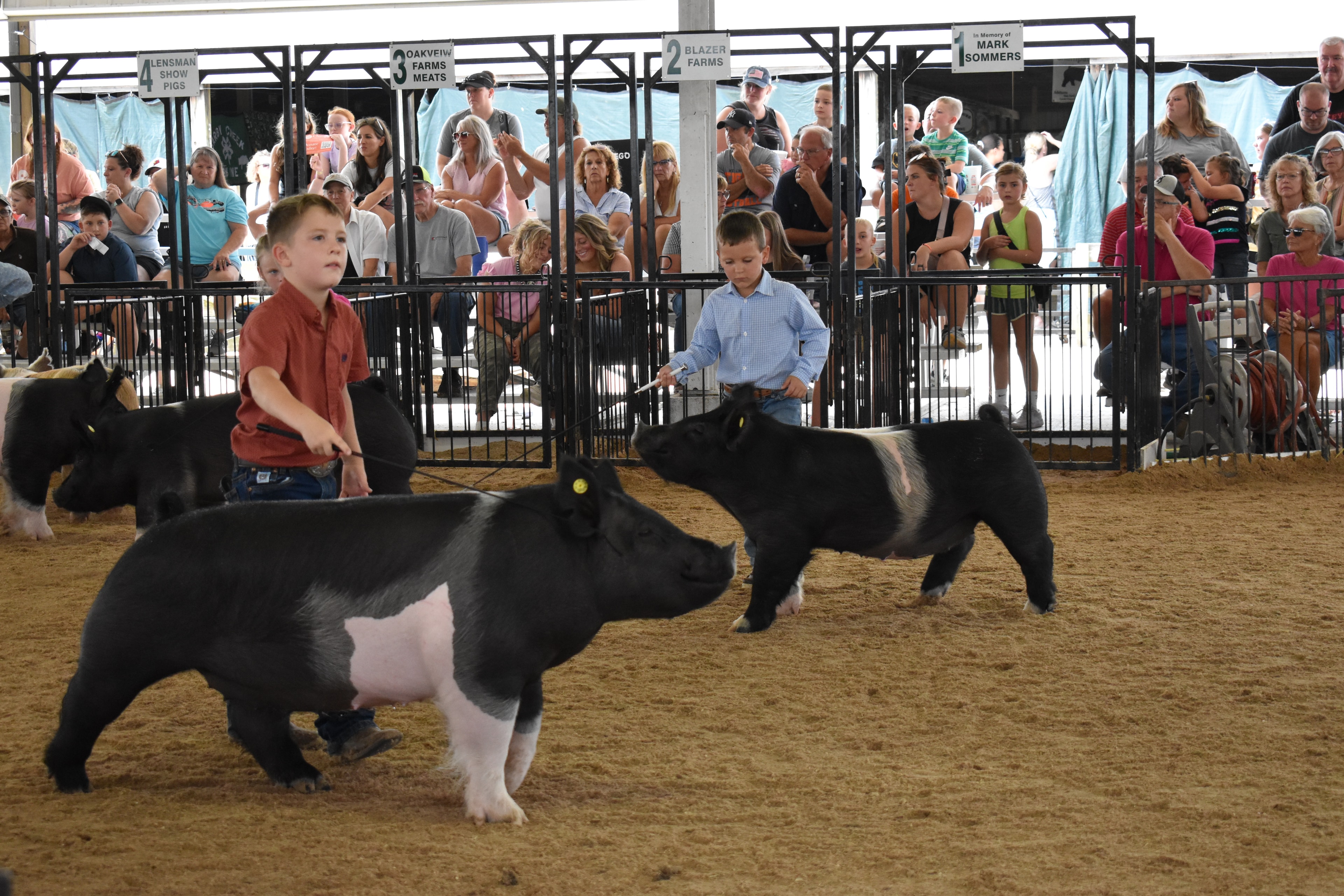 Boy in orange-red shirt steering large black Hampshire cross pig with yellow ear tag — smaller boy in blue shirt steering second Hampshire cross pig behind, Lensman Show Pigs, Oakview Farms Meats, Blazer Farms, Mark Sommers memorial sponsor signs above packed grandstands