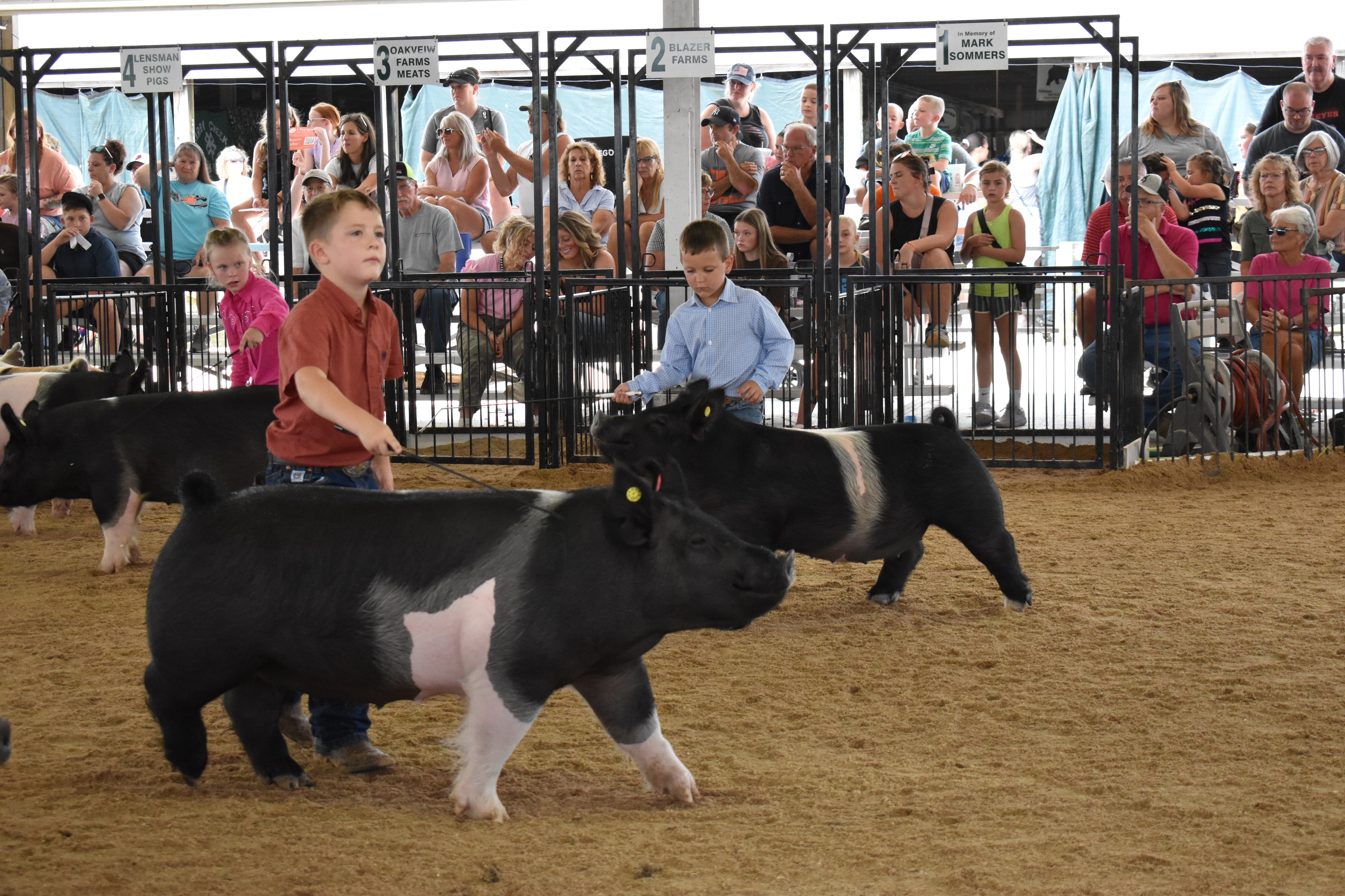 Wide arena shot — boy in orange-red shirt with red PORK board steering Hampshire cross pig, boy in green shirt and girl in blue shirt with spotted pig center, woman in white shirt and girl in pink shirt with black pig at right, Da Ja View Farms, Pork Council Women, Crowder Family Farms, Lensman Show Pigs, Oakview Farms Meats sponsor signs above packed grandstands