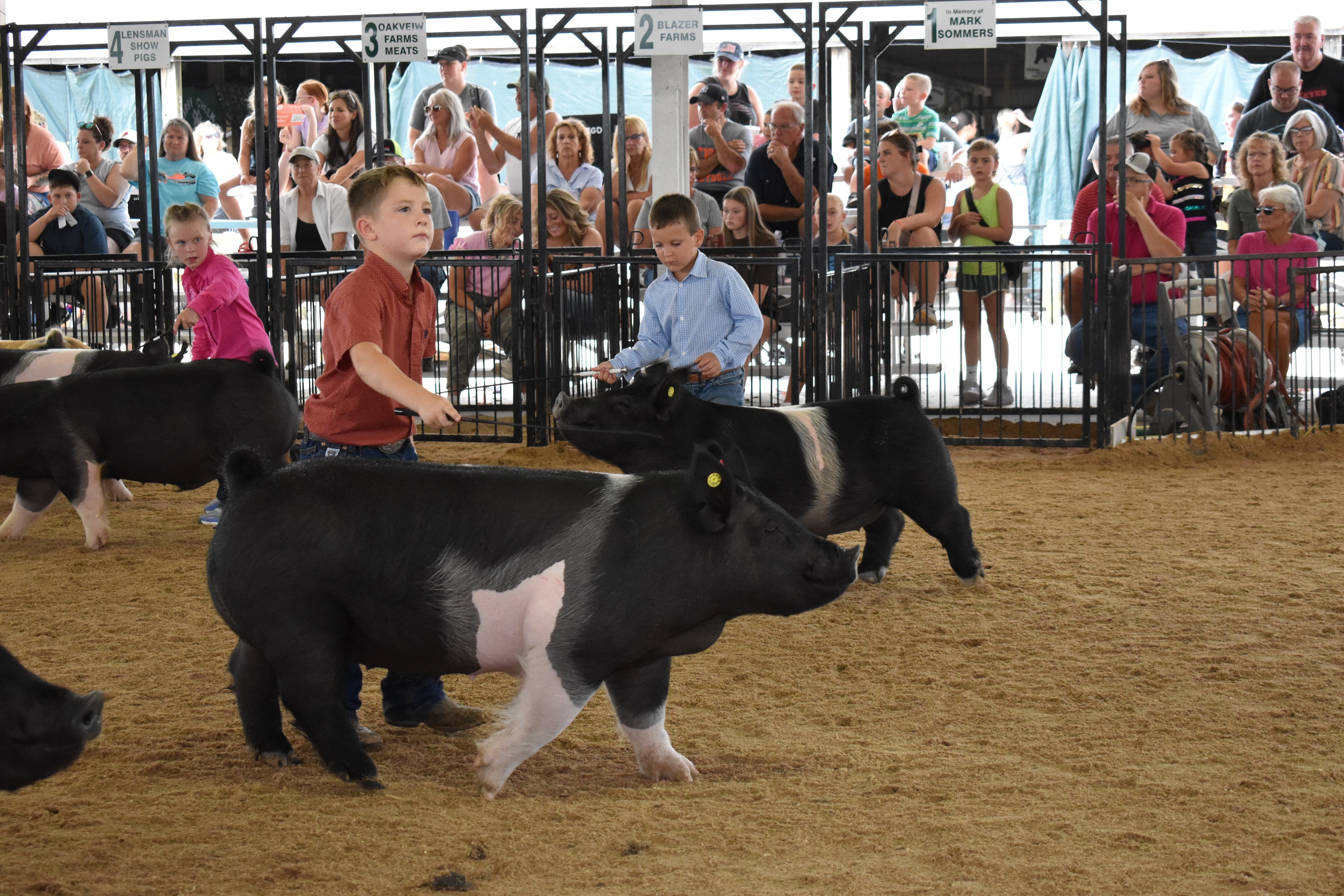 Wide arena shot — boy in orange-red shirt with red PORK board steering Hampshire cross pig, boy in green shirt and girl in blue shirt with spotted pig center, woman in white shirt and girl in pink shirt with black pig at right, Da Ja View Farms, Pork Council Women, Crowder Family Farms, Lensman Show Pigs, Oakview Farms Meats sponsor signs above packed grandstands