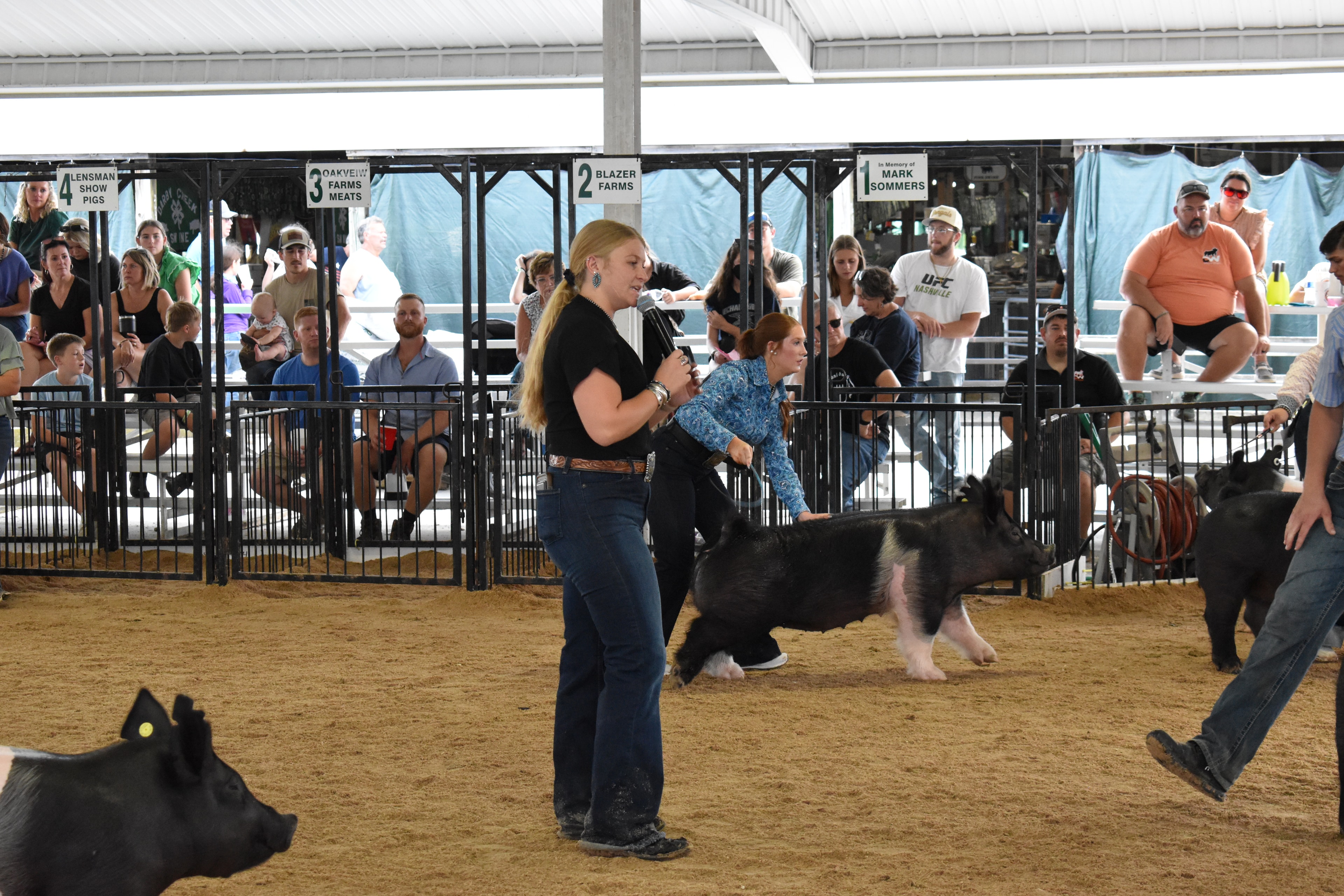 Young girl and teen exhibitor showing pigs with announcer in the show ring at Champaign County Fair