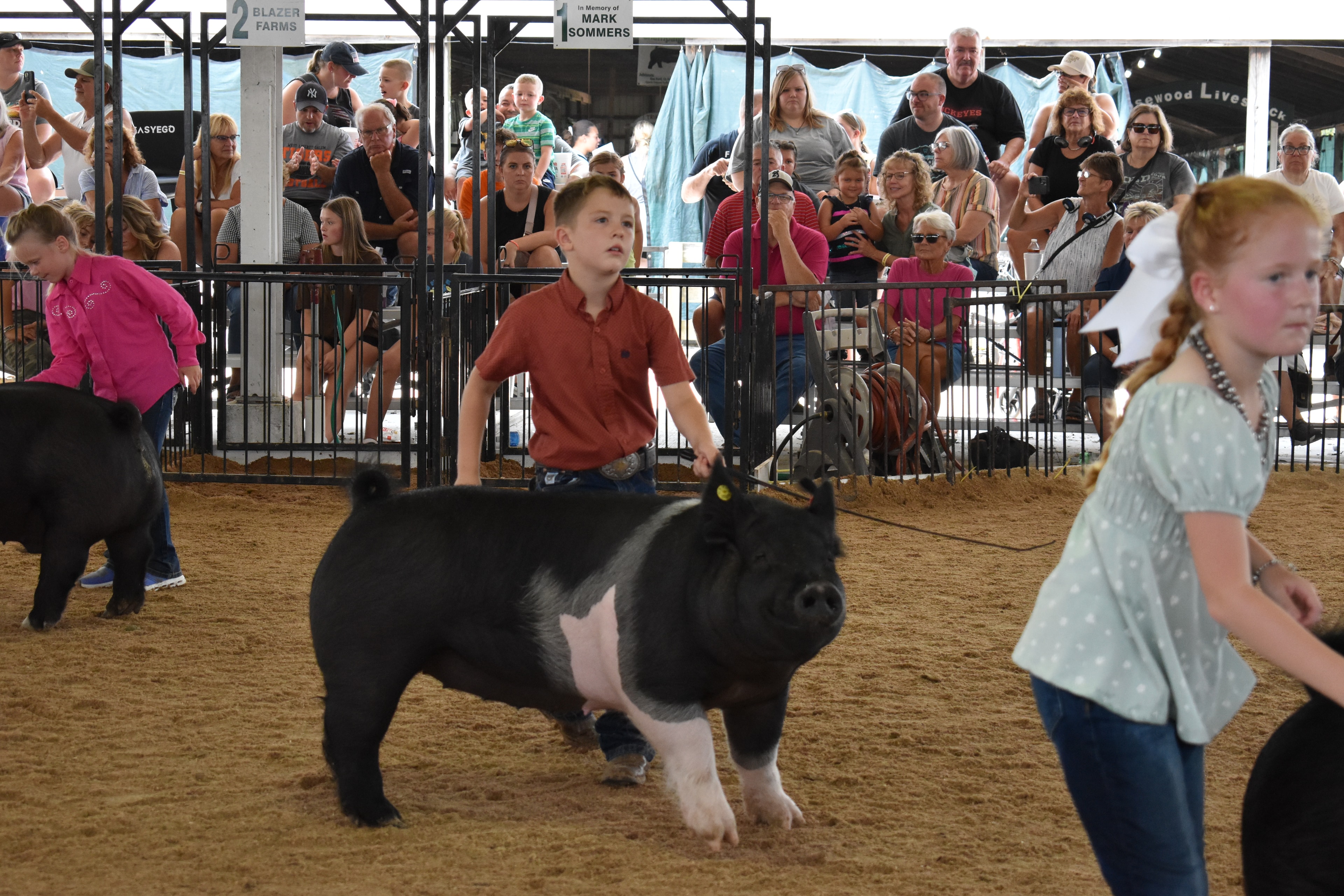 Girl in lavender button-up shirt with western belt buckle steering large solid black pig — boy in dark red plaid shirt steering black-and-white spotted Hampshire cross pig behind, Bob White and Renee Donohoe memorial sponsor pens visible, spectators watching from behind rail fence