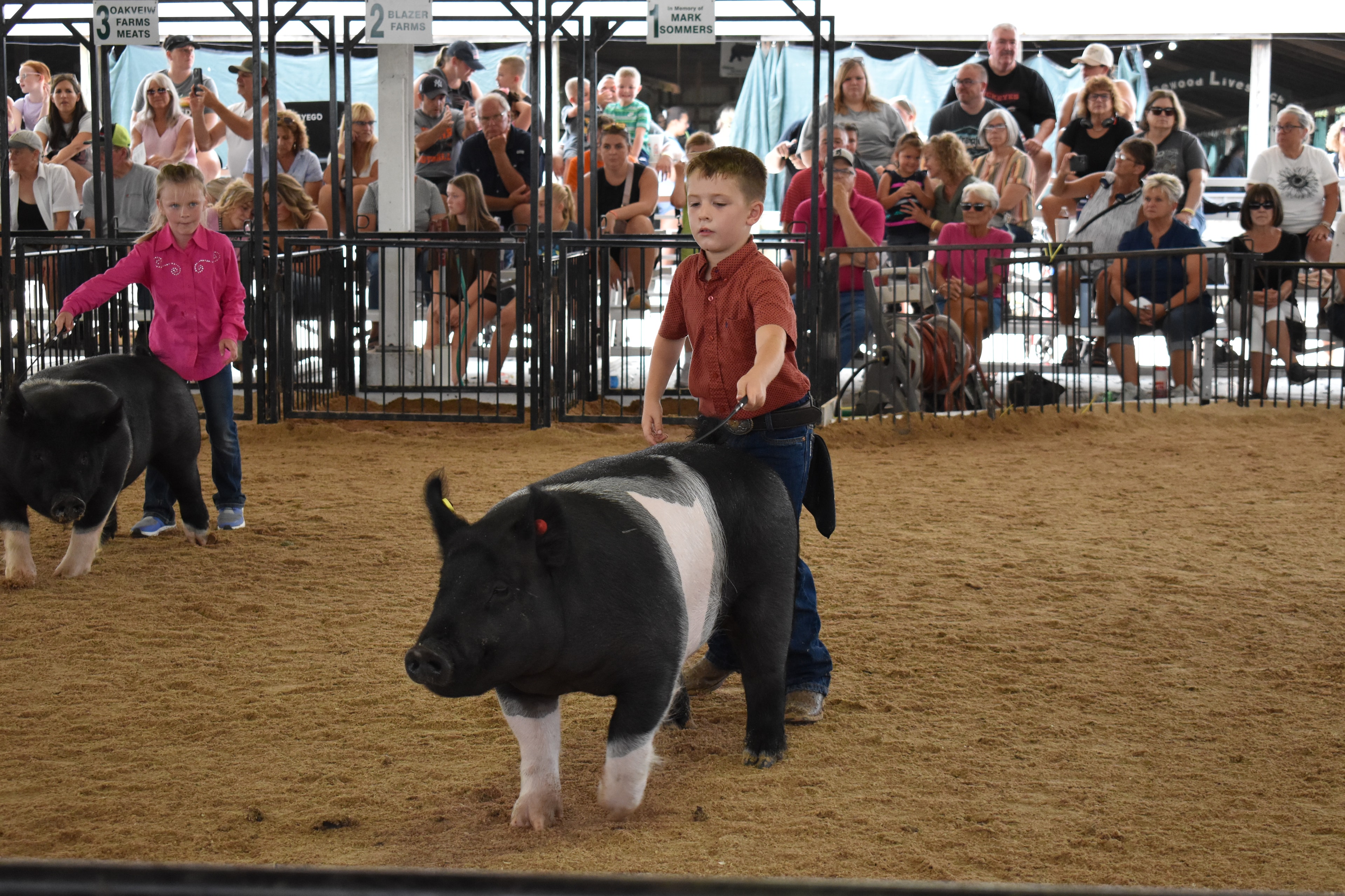 Girl in lavender button-up shirt with western belt buckle steering large solid black pig — boy in dark red plaid shirt steering black-and-white spotted Hampshire cross pig behind, Bob White and Renee Donohoe memorial sponsor pens visible, spectators watching from behind rail fence