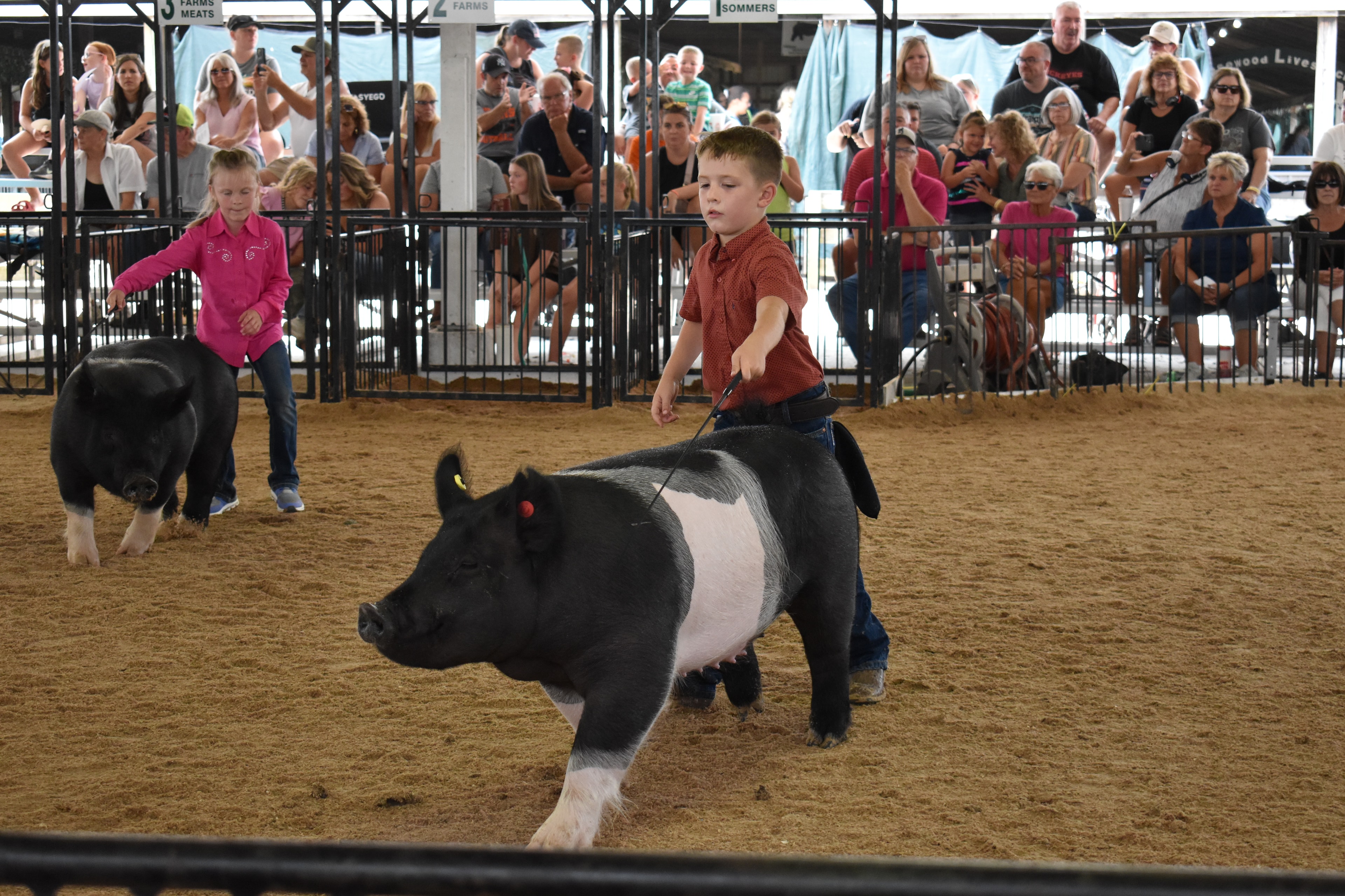 Girl in lavender button-up shirt with western belt buckle steering large solid black pig solo in wide arena — boy in dark red plaid shirt and black-and-white spotted pig at left background, Bob White and Renee Donohoe memorial sponsor pens visible, spectators watching