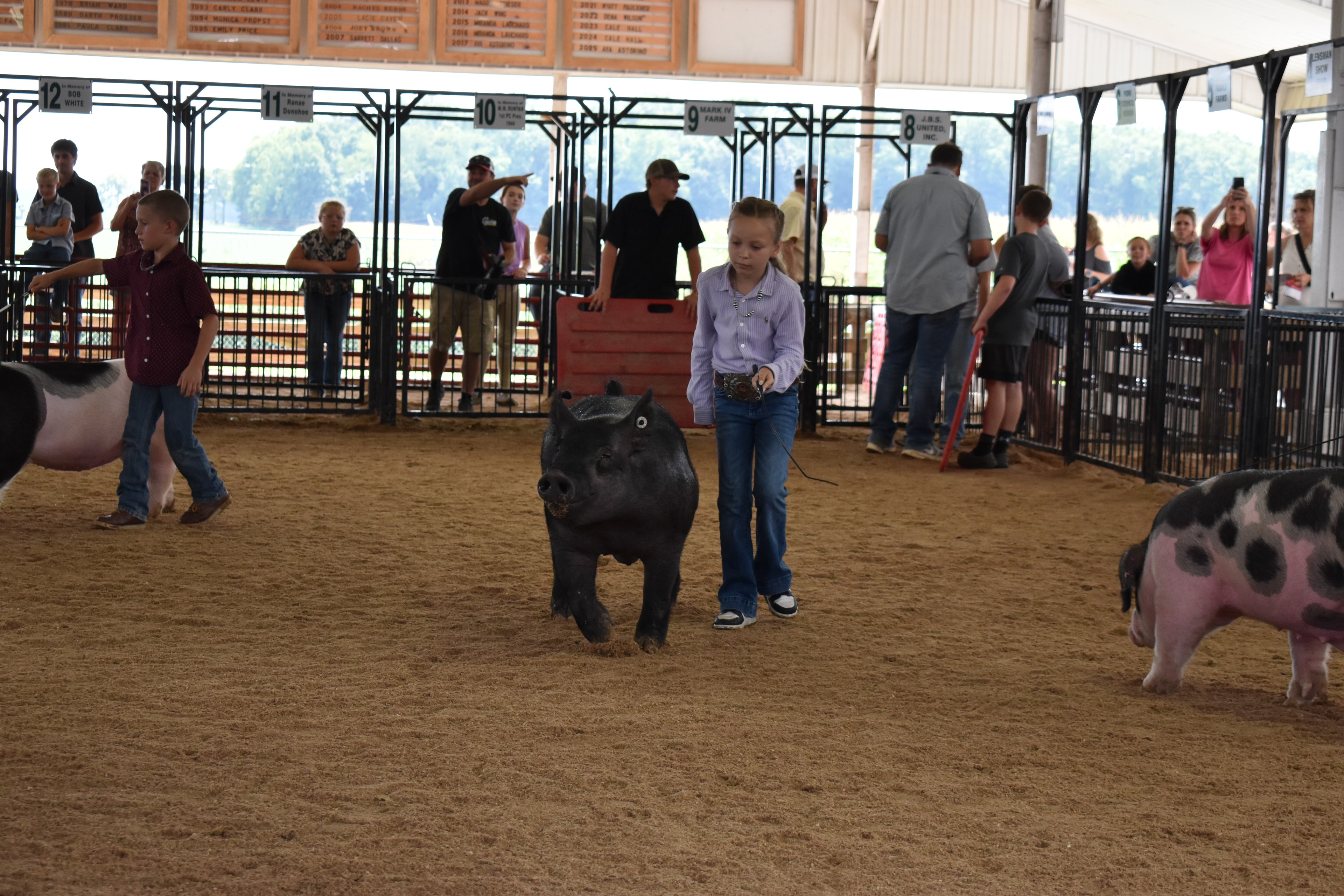 Boy in orange-red shirt steering large black-and-white Hampshire cross pig with yellow ear tag — girl in pink shirt steering solid black pig behind, Oakview Farms Meats, Blazer Farms, Mark Sommers memorial sponsor signs above packed grandstands watching intently