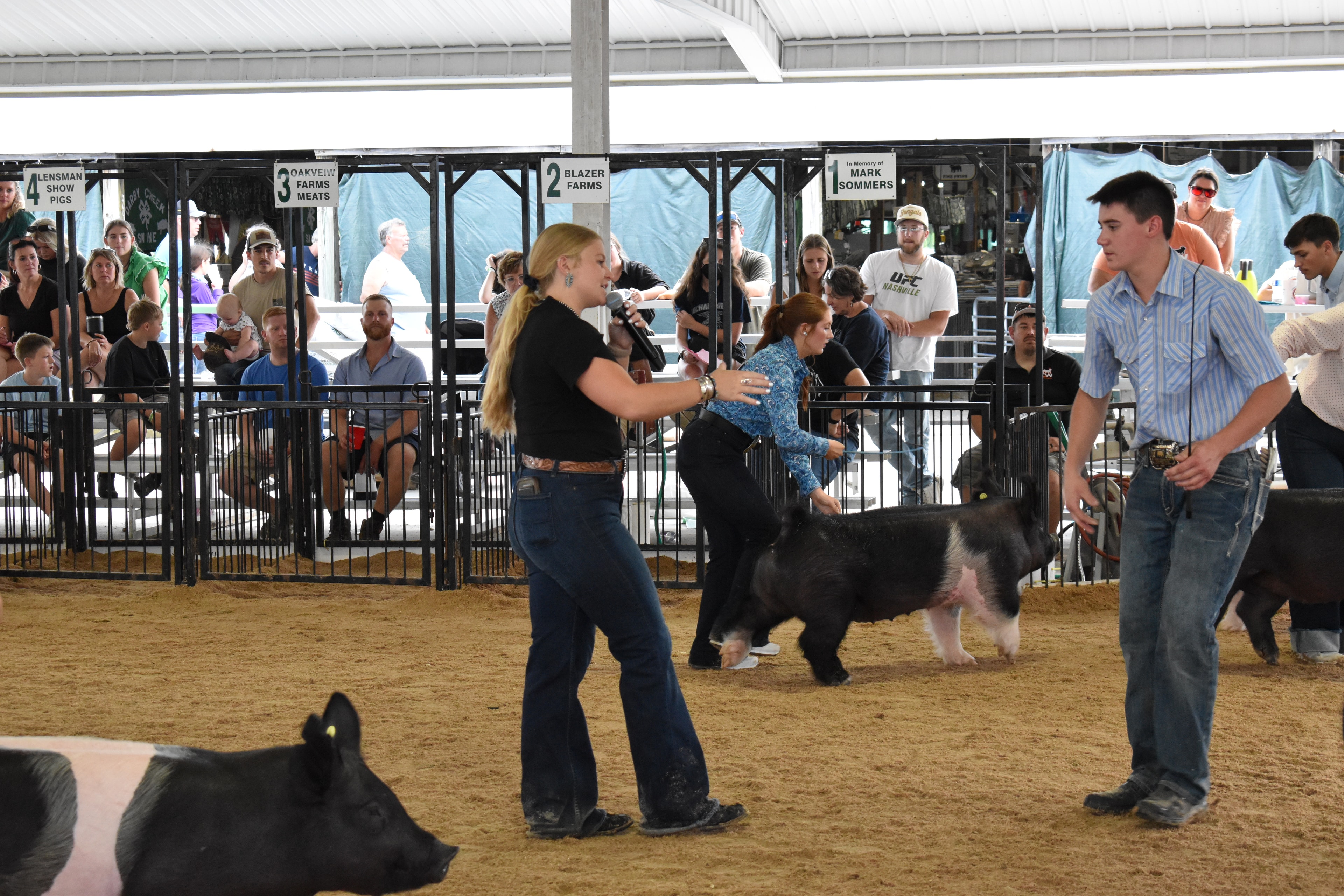 Announcer with microphone and exhibitors showing pigs in the arena at Champaign County Fair