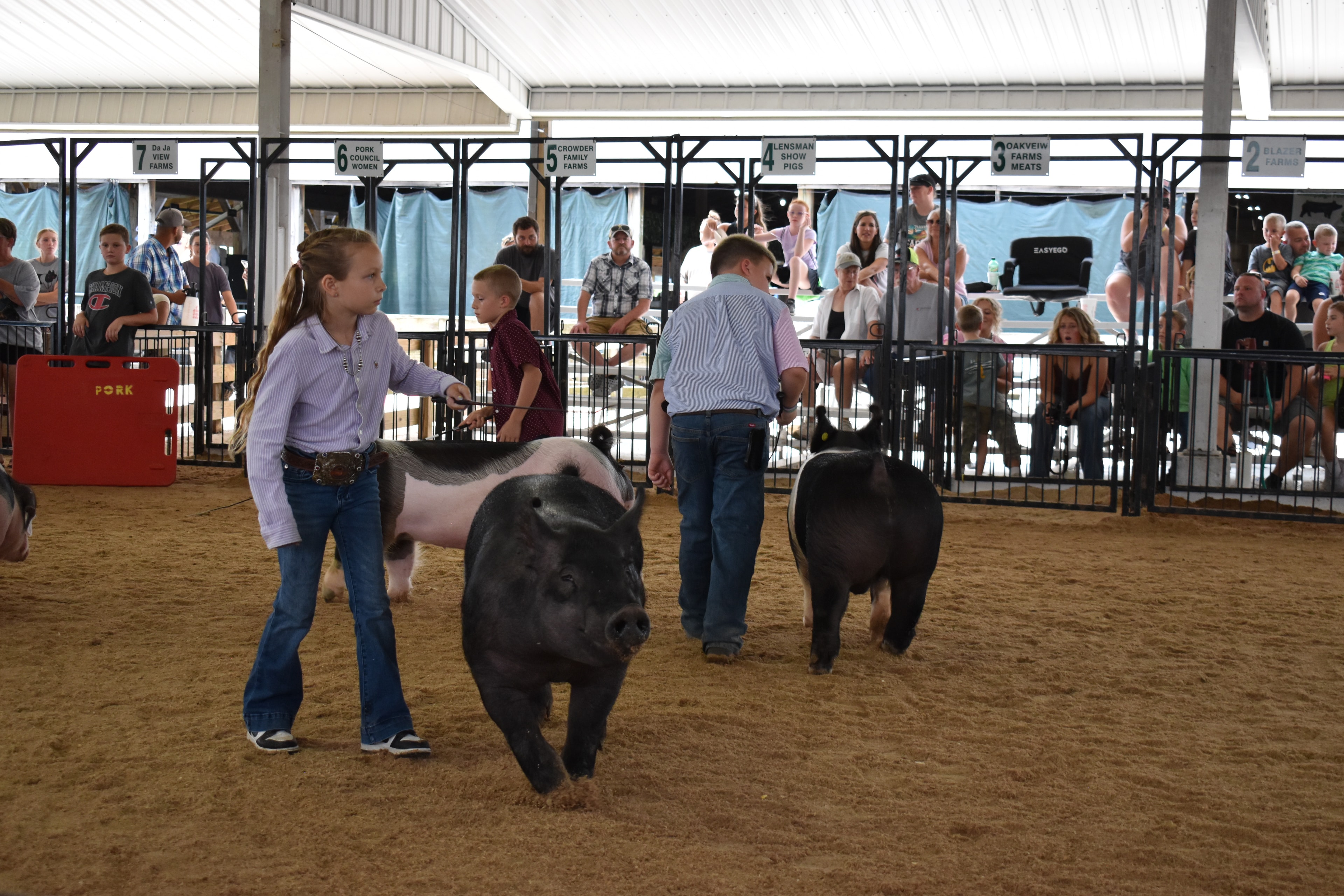 Girl in coral/salmon shirt steering small black pig at left while girl in lavender button-up shirt steers large solid black pig center — packed grandstands watching under covered arena roof