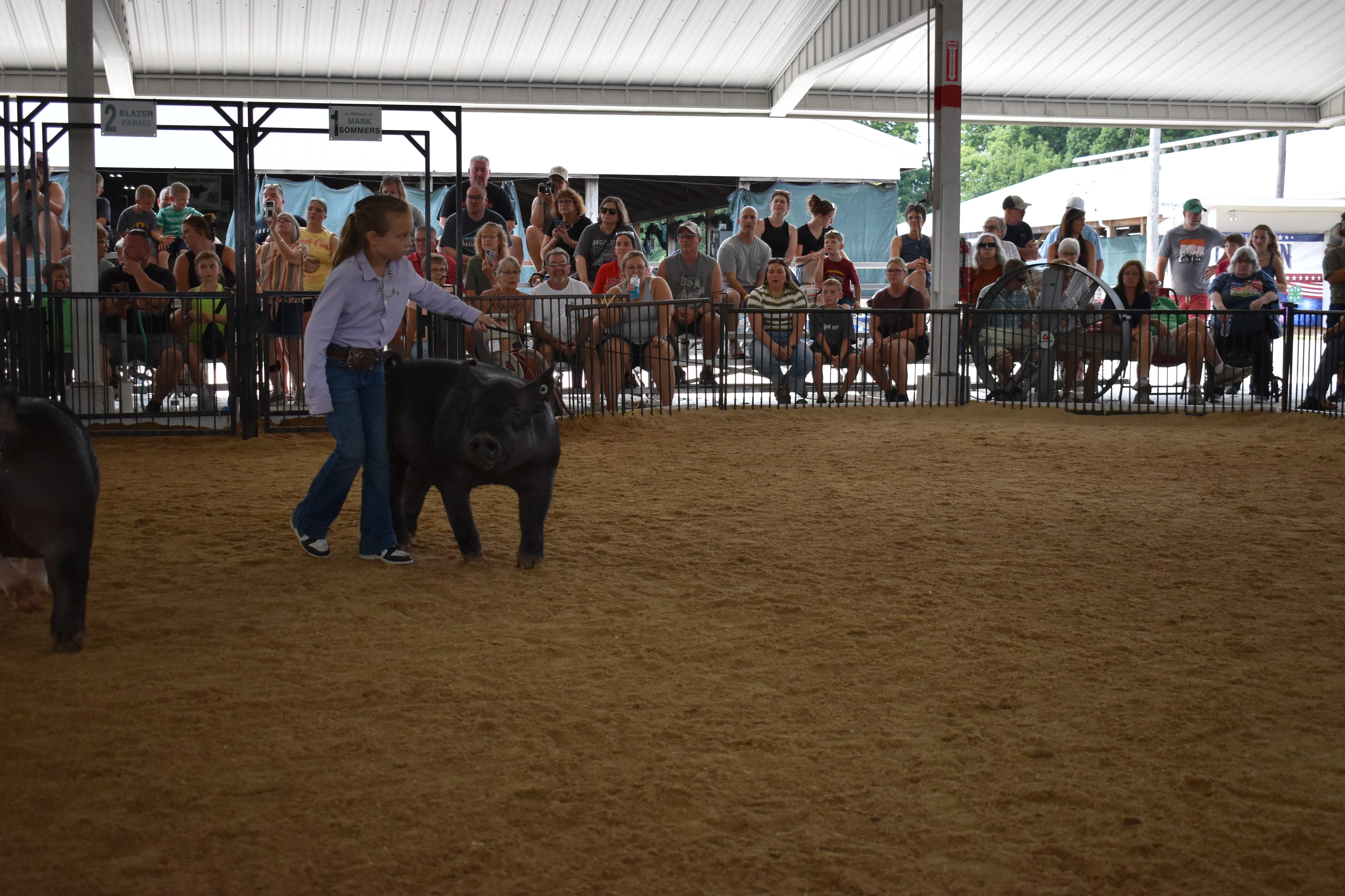 Girl in coral/salmon shirt steering small black pig at left while girl in lavender button-up shirt steers large solid black pig center — packed grandstands watching under covered arena roof