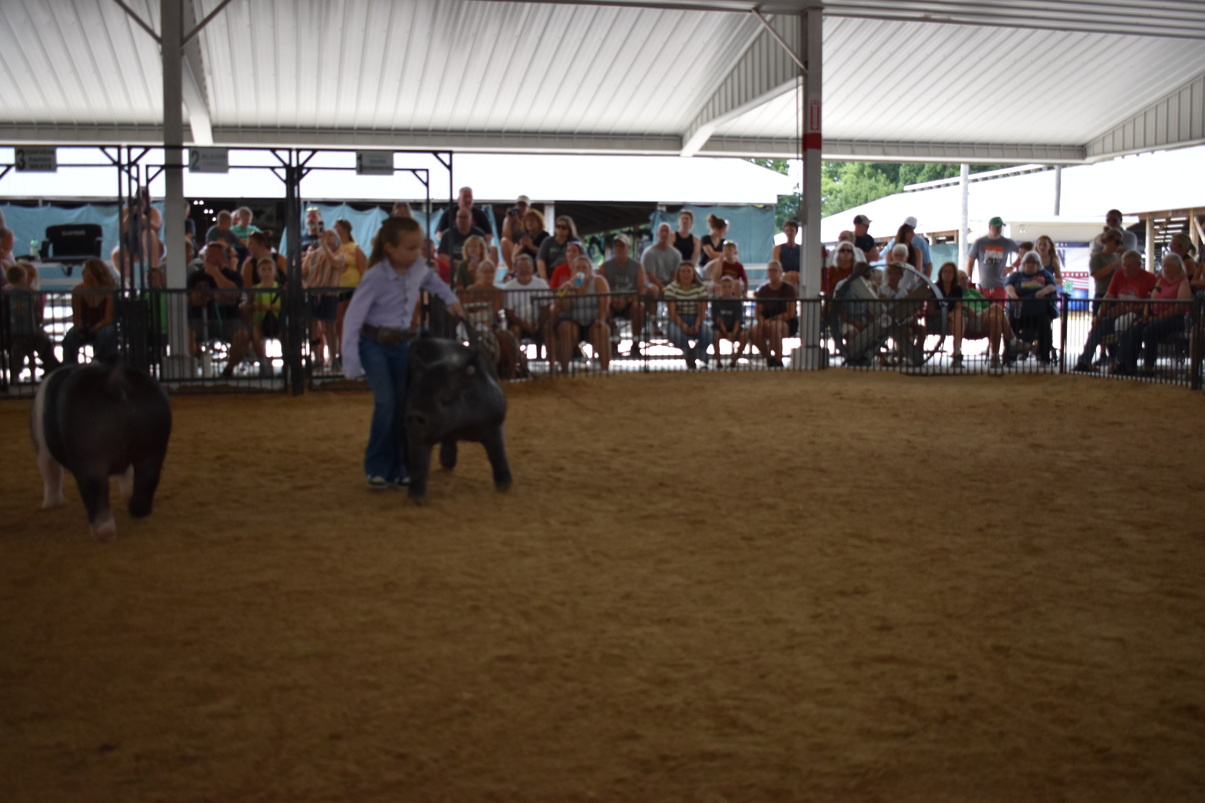 Boy in lavender/light blue button-up shirt steering large solid black pig — large black pig head in foreground, Lensman Show Pigs, Oakview Farms Meats, Blazer Farms, Mark Sommers memorial sponsor signs above packed grandstands