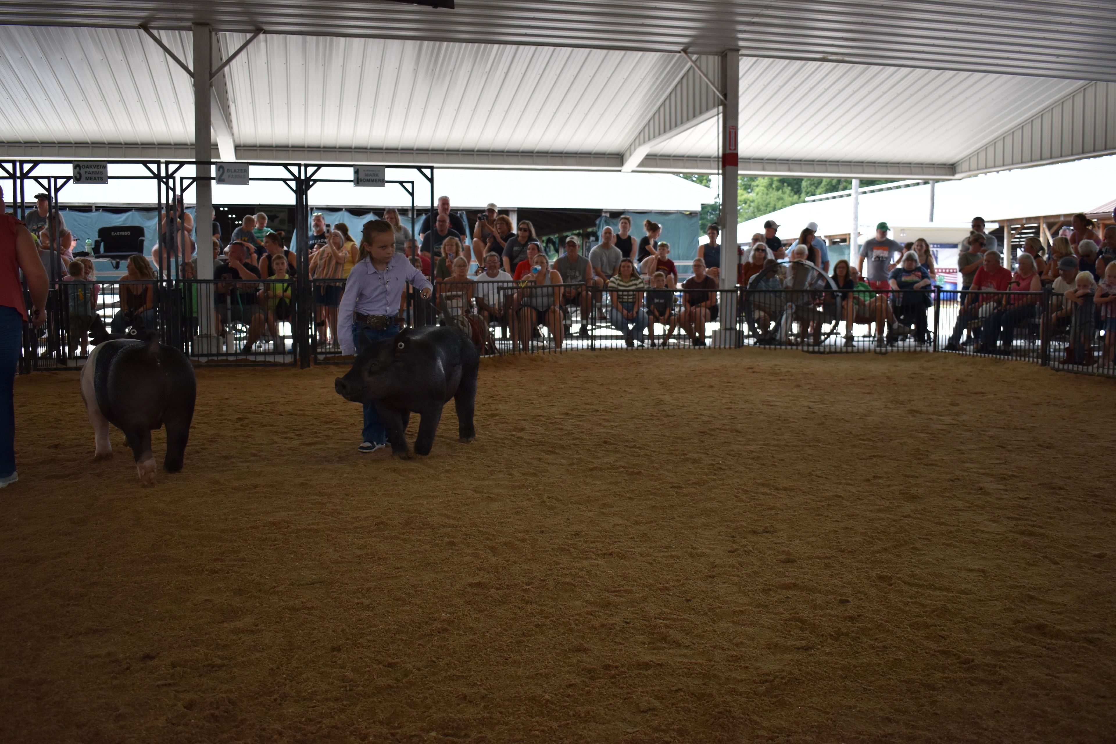 Girl in lavender button-up shirt with western belt buckle steering large solid black Hampshire cross pig — boy in light blue shirt steering second Hampshire cross pig behind, Da Ja View Farms, Pork Council Women, Crowder Family Farms, Lensman Show Pigs, Oakview Farms Meats, Blazer Farms sponsor pens behind with packed grandstands