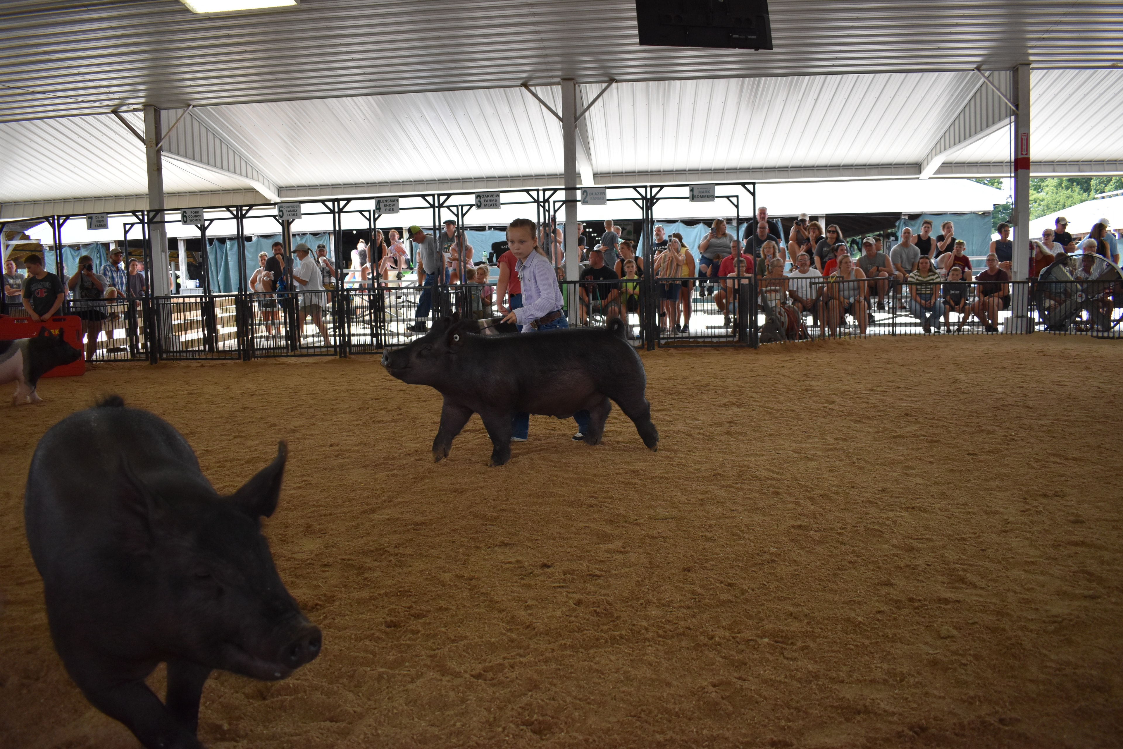 Girl in lavender button-up shirt steering large solid black pig with Hampshire cross pig at left foreground — packed grandstands with spectators watching, Oakview Farms Meats, Blazer Farms, Mark Sommers memorial sponsor signs visible above