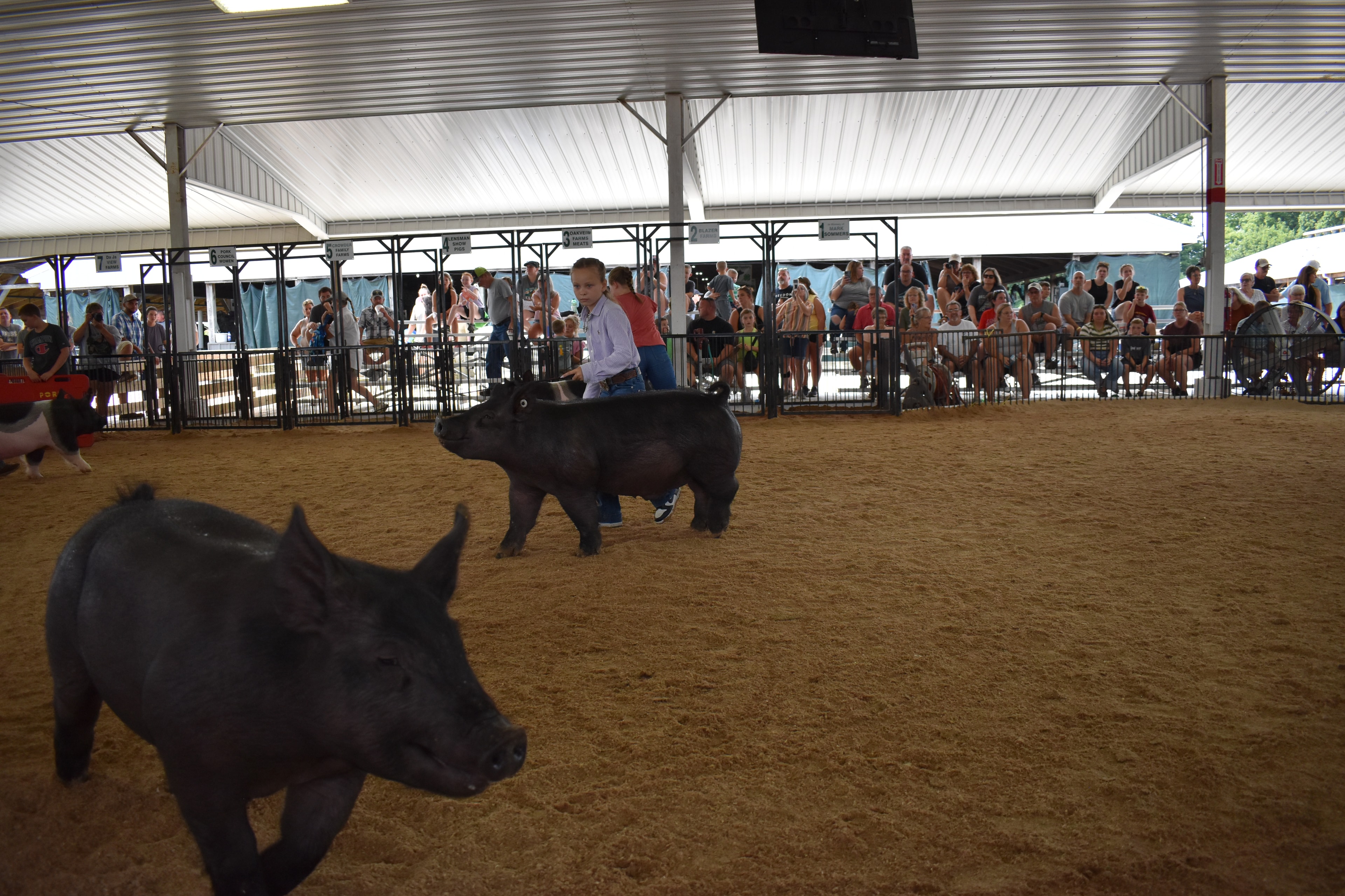 Girl in lavender button-up shirt steering large solid black pig with Hampshire cross pig at left foreground — packed grandstands with spectators watching, Oakview Farms Meats, Blazer Farms, Mark Sommers memorial sponsor signs visible above