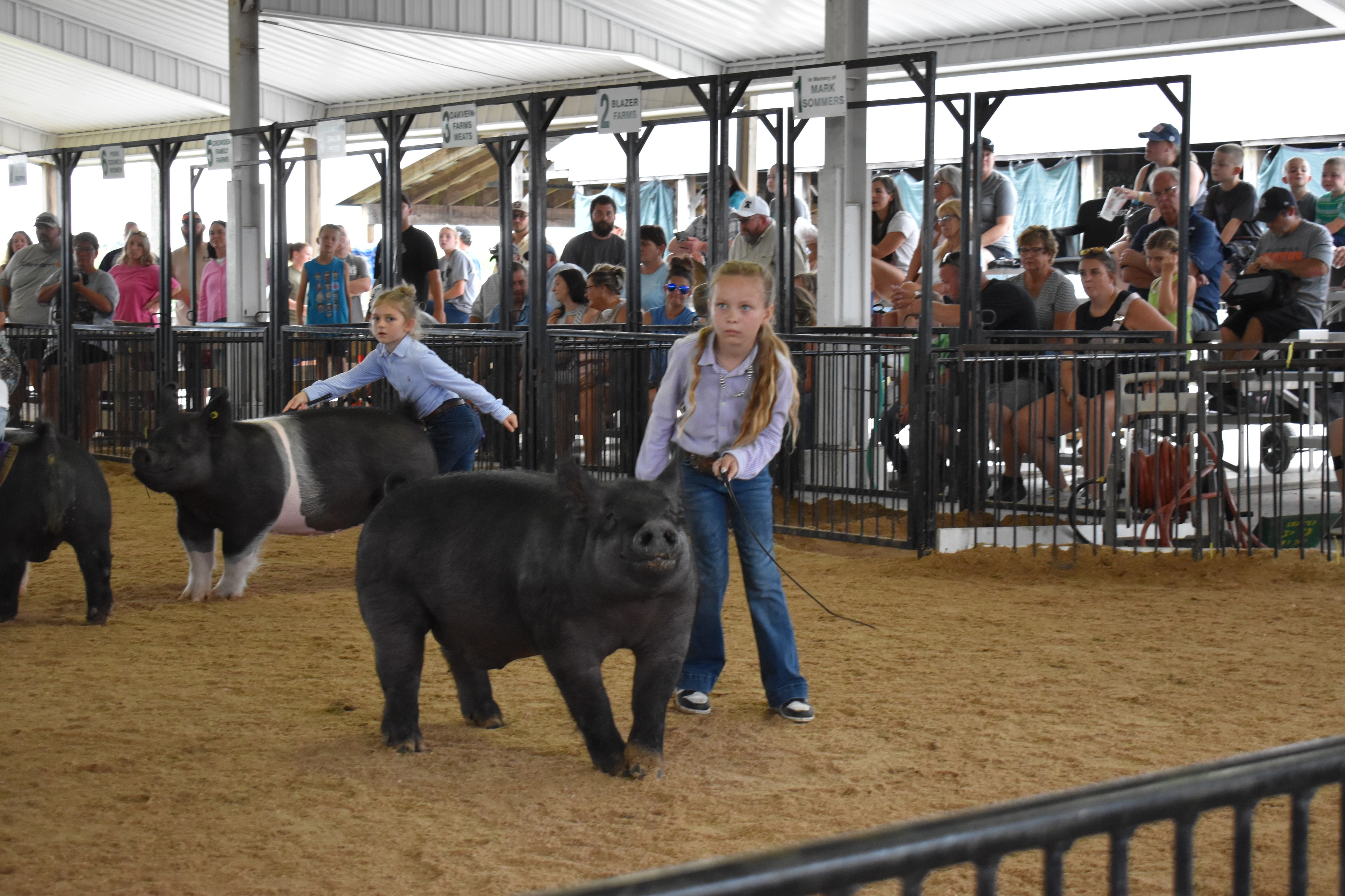 Girl in lavender button-up shirt steering large solid black pig with Hampshire cross pig at left foreground — packed grandstands with spectators watching, Oakview Farms Meats, Blazer Farms, Mark Sommers memorial sponsor signs visible above