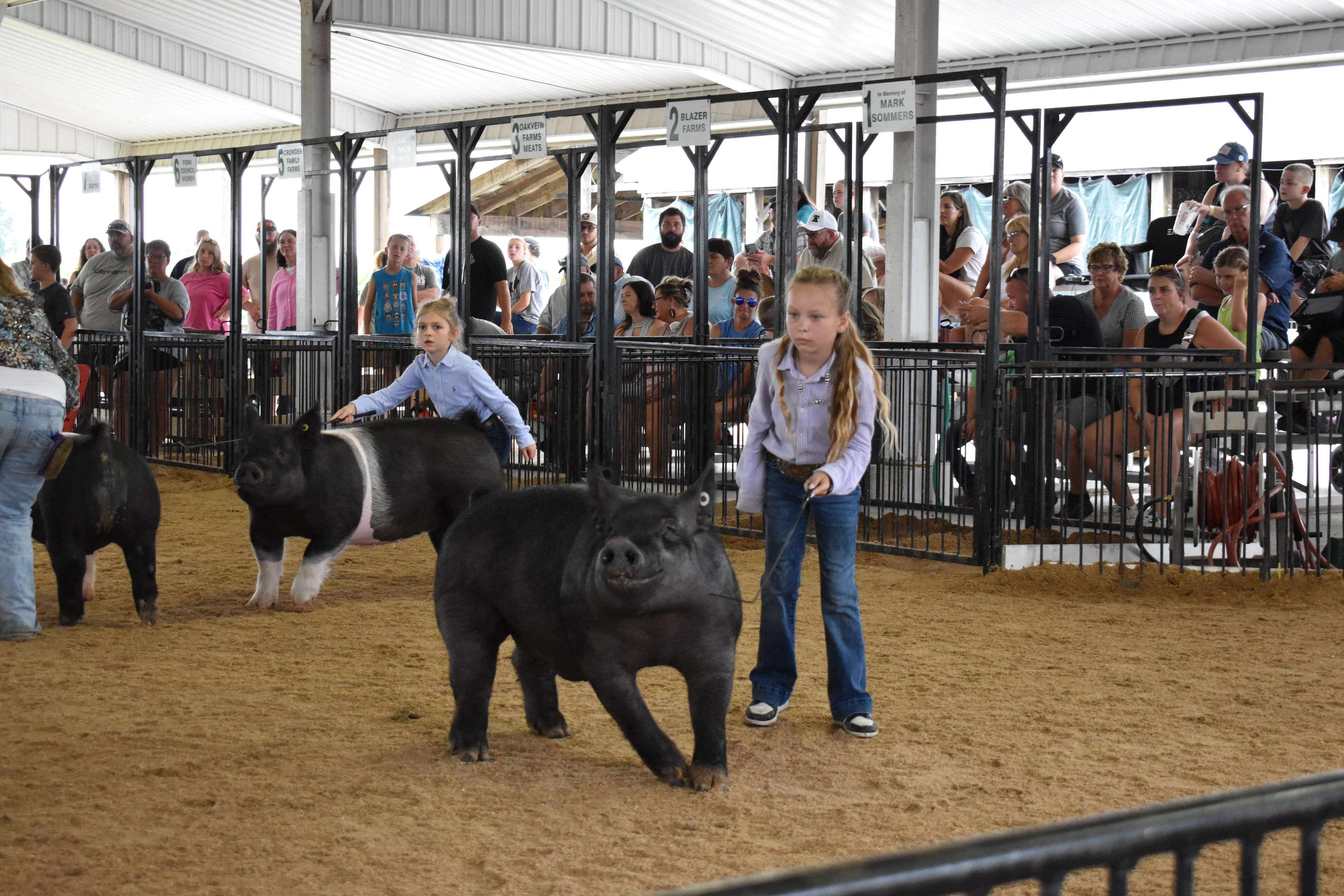 Girl in lavender striped shirt steering large solid black Hampshire cross pig with younger girl in light blue button-up shirt steering black-and-white Hampshire cross pig behind — Champaign County Pork banner, past champions boards, and Yoder Farms, Bob White, Renee Donohoe memorial sponsor pens visible with spectators watching
